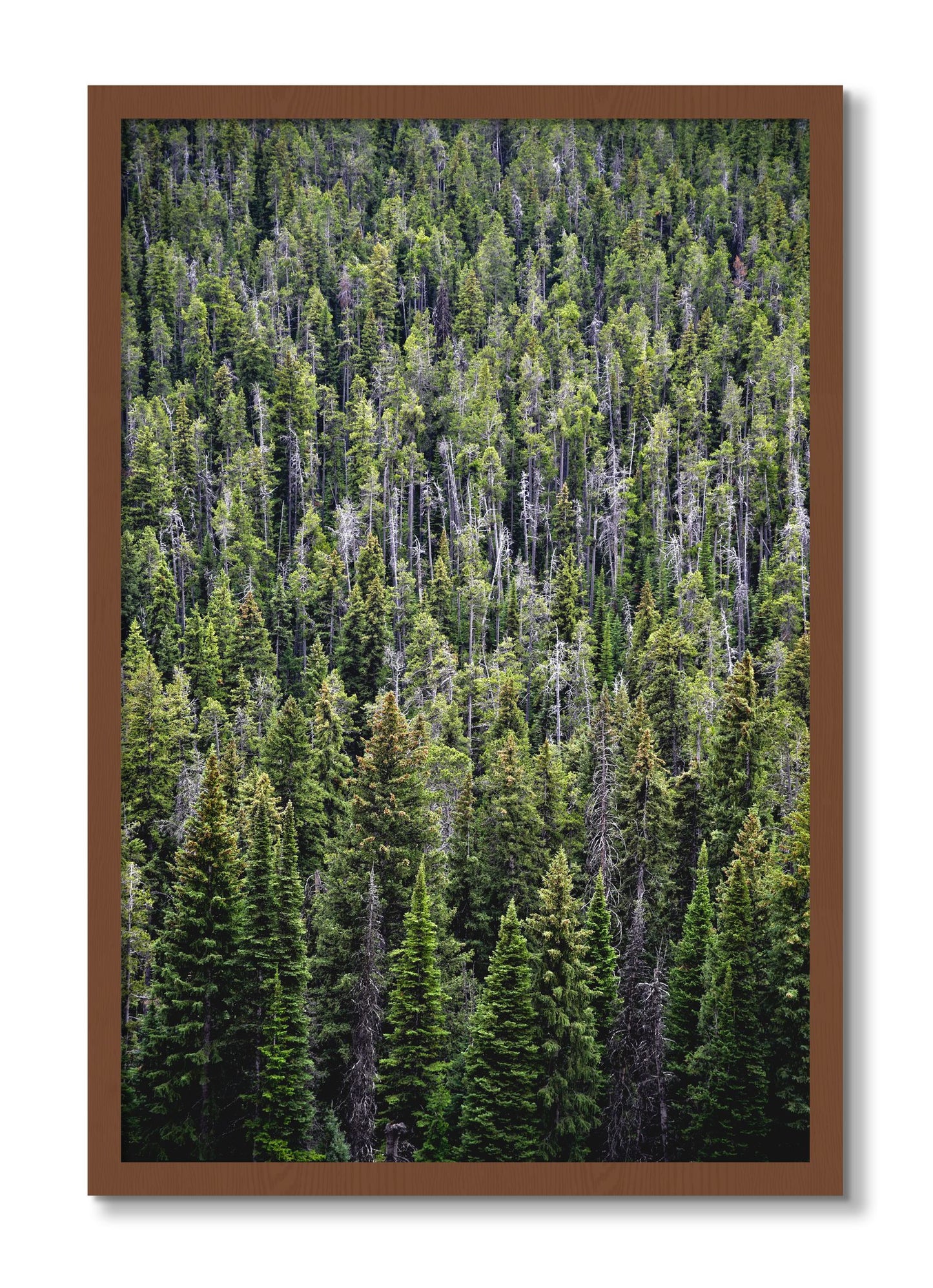 Framed photograph of Dense by Dylan Ozanich, Walnut frame, Full Bleed