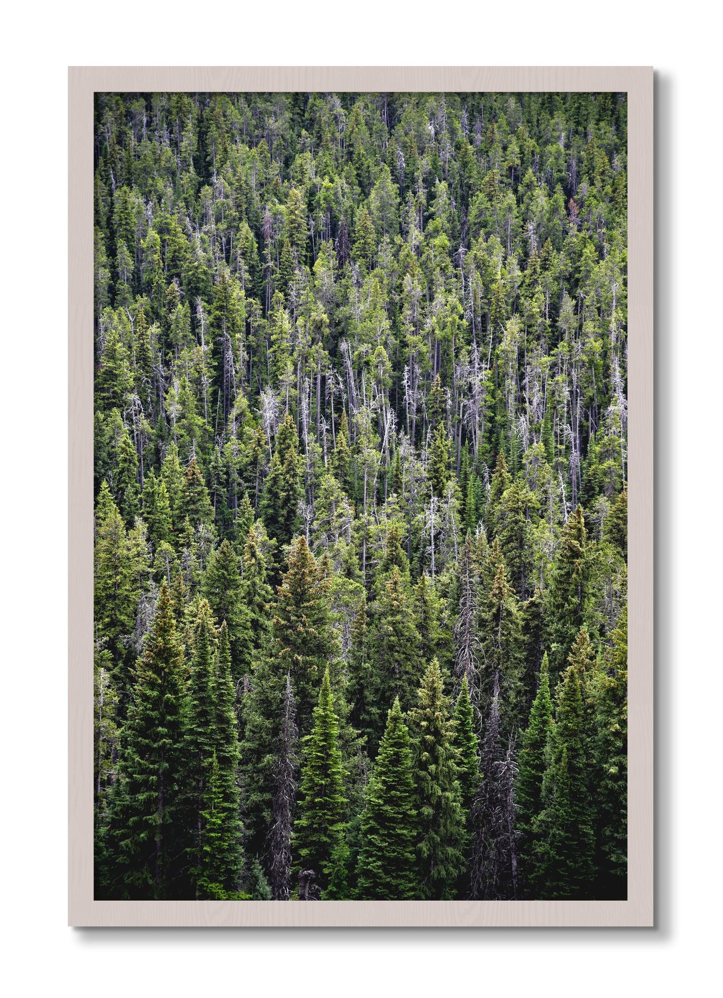 Framed photograph of Dense by Dylan Ozanich, White Maple frame, Full Bleed