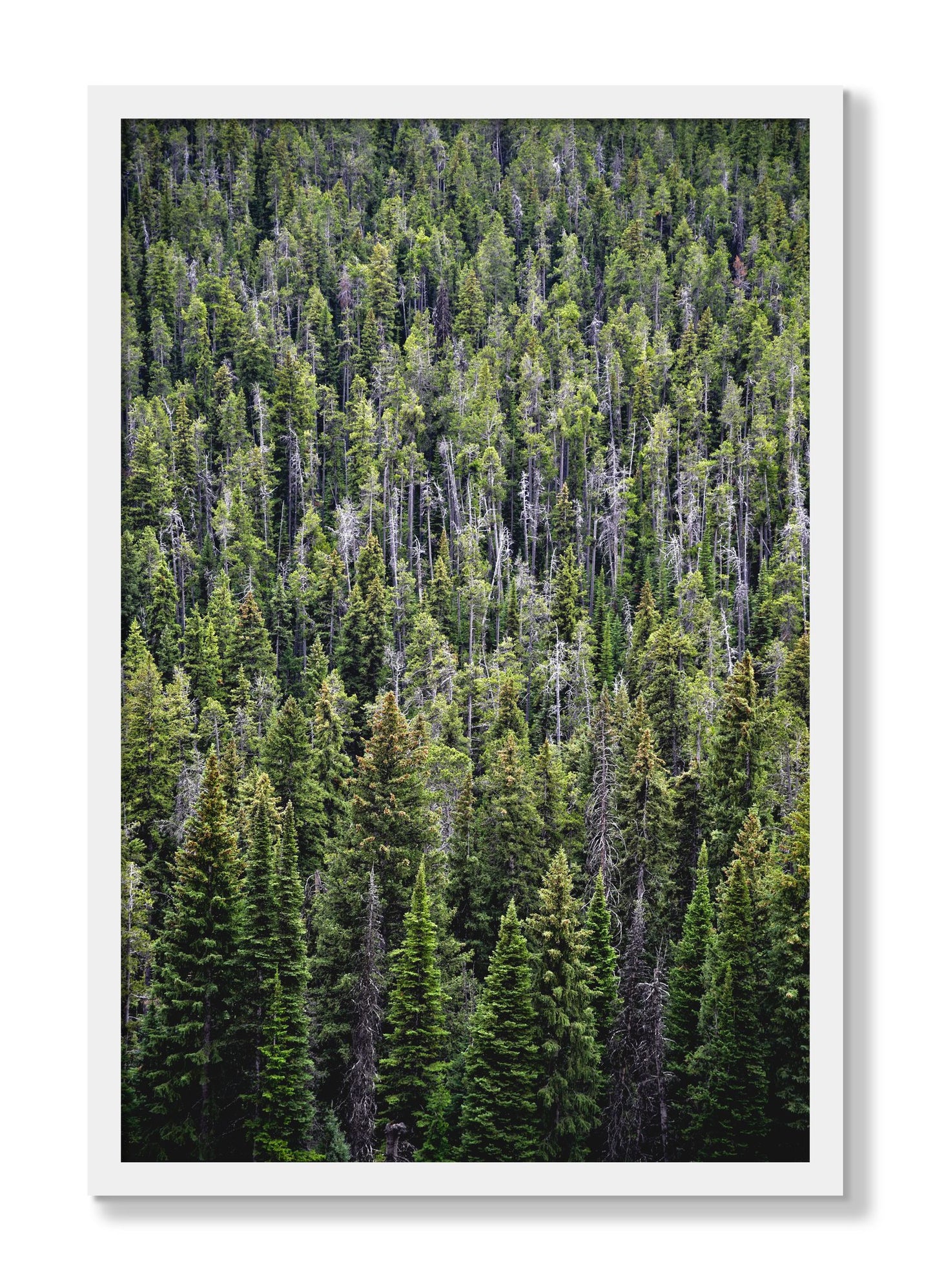 Framed photograph of Dense by Dylan Ozanich, White frame, Full Bleed