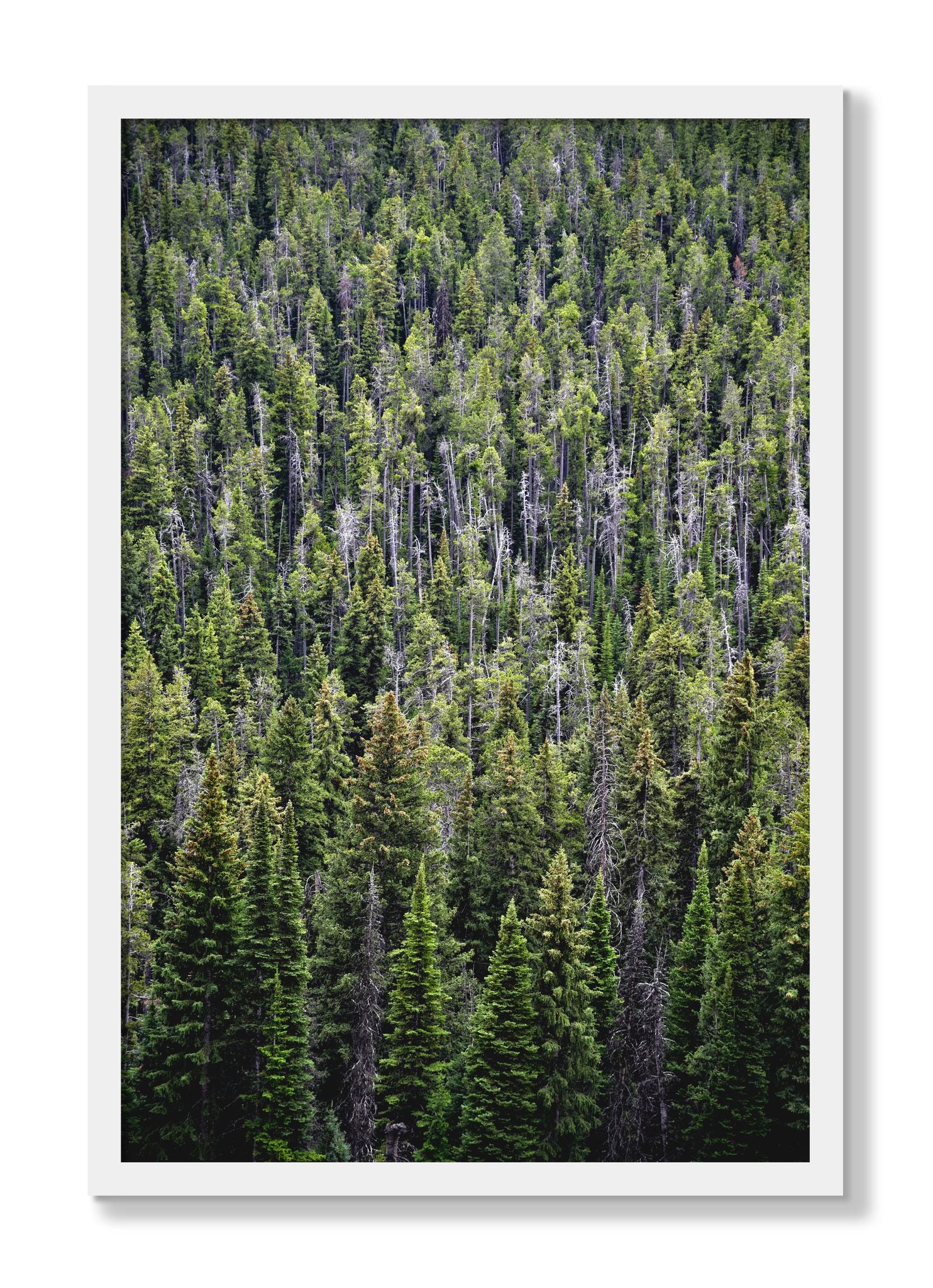 Framed photograph of Dense by Dylan Ozanich, White frame, Full Bleed