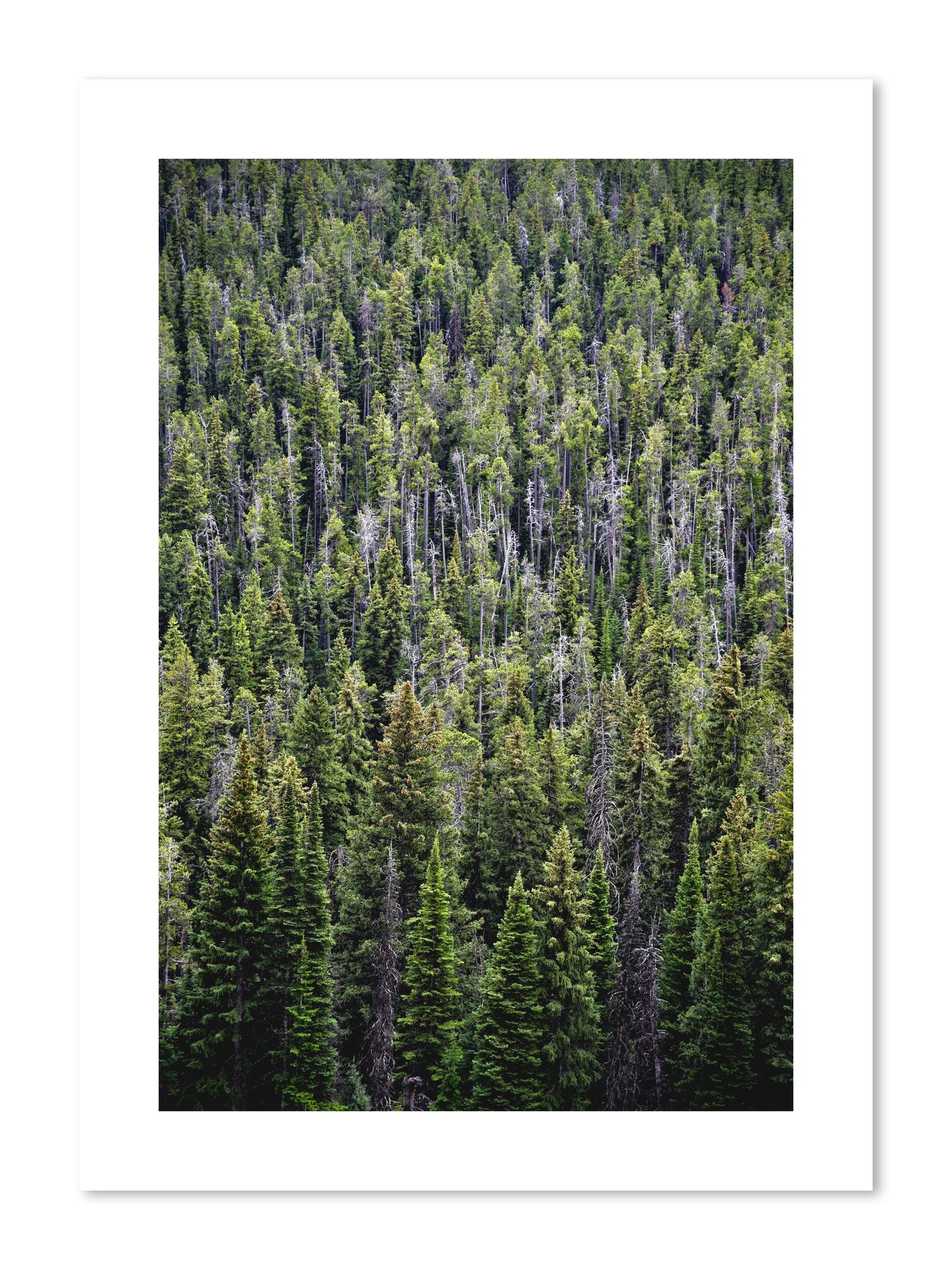 Fine art print of Dense by Dylan Ozanich, unframed