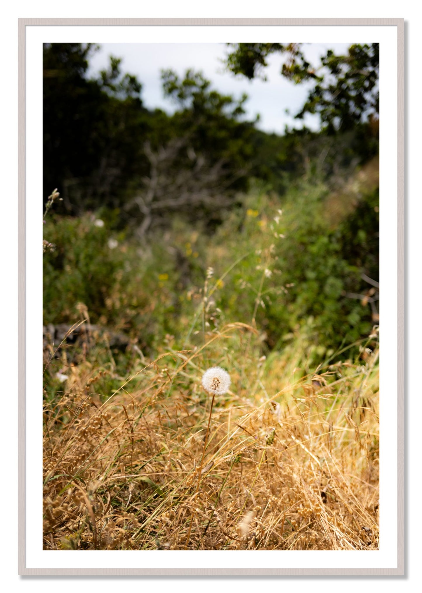 Framed photograph of Diamond In The Rough by Dylan Ozanich, White Maple frame, Borders