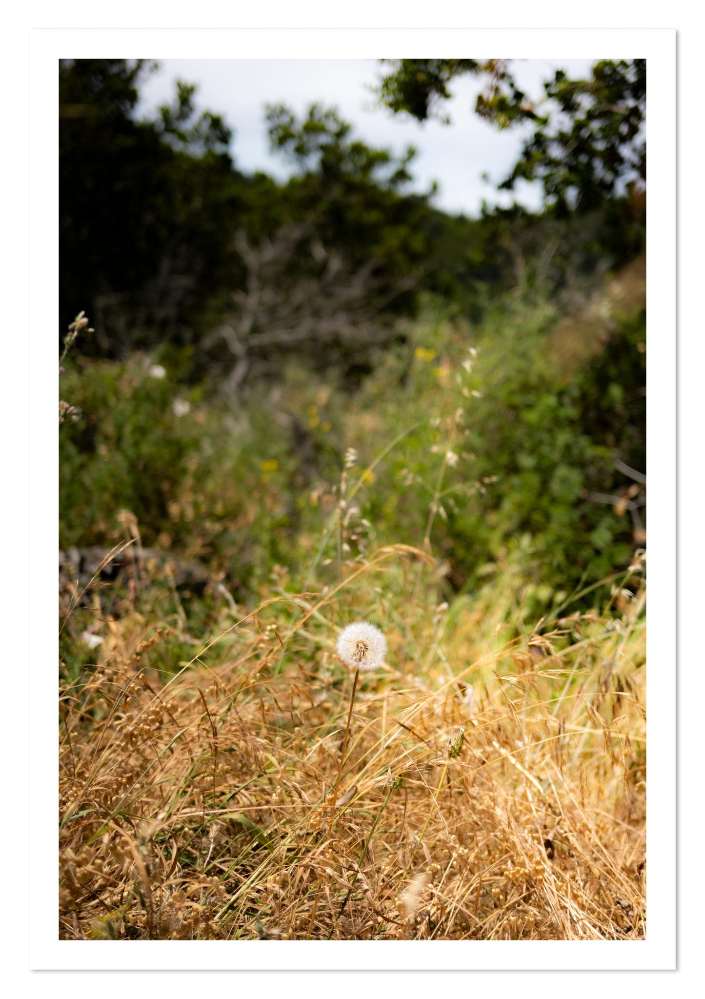Fine art print of Diamond In The Rough by Dylan Ozanich, unframed
