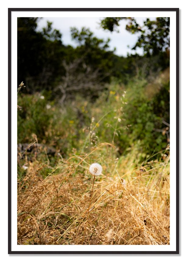 Framed photograph of Diamond In The Rough by Dylan Ozanich, Black Walnut frame, Borders