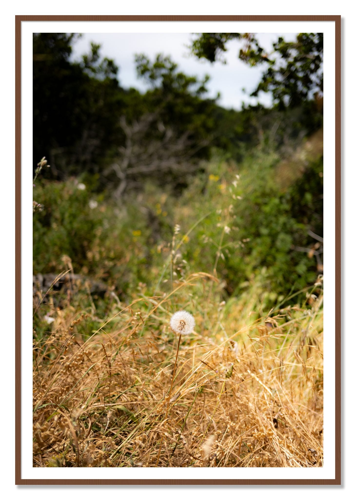 Framed photograph of Diamond In The Rough by Dylan Ozanich, Walnut frame, Borders
