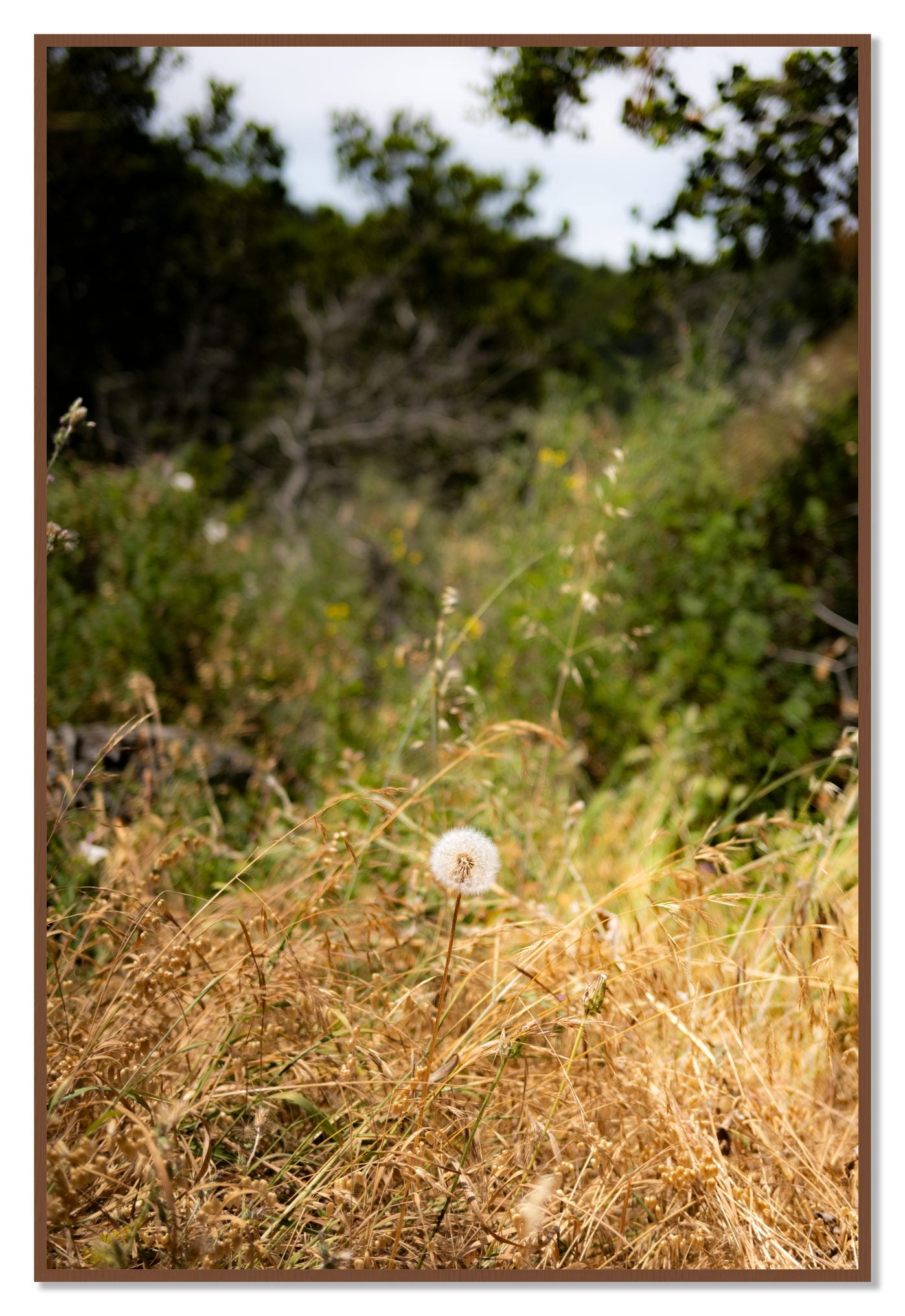 Framed photograph of Diamond In The Rough by Dylan Ozanich, Walnut frame, Full Bleed