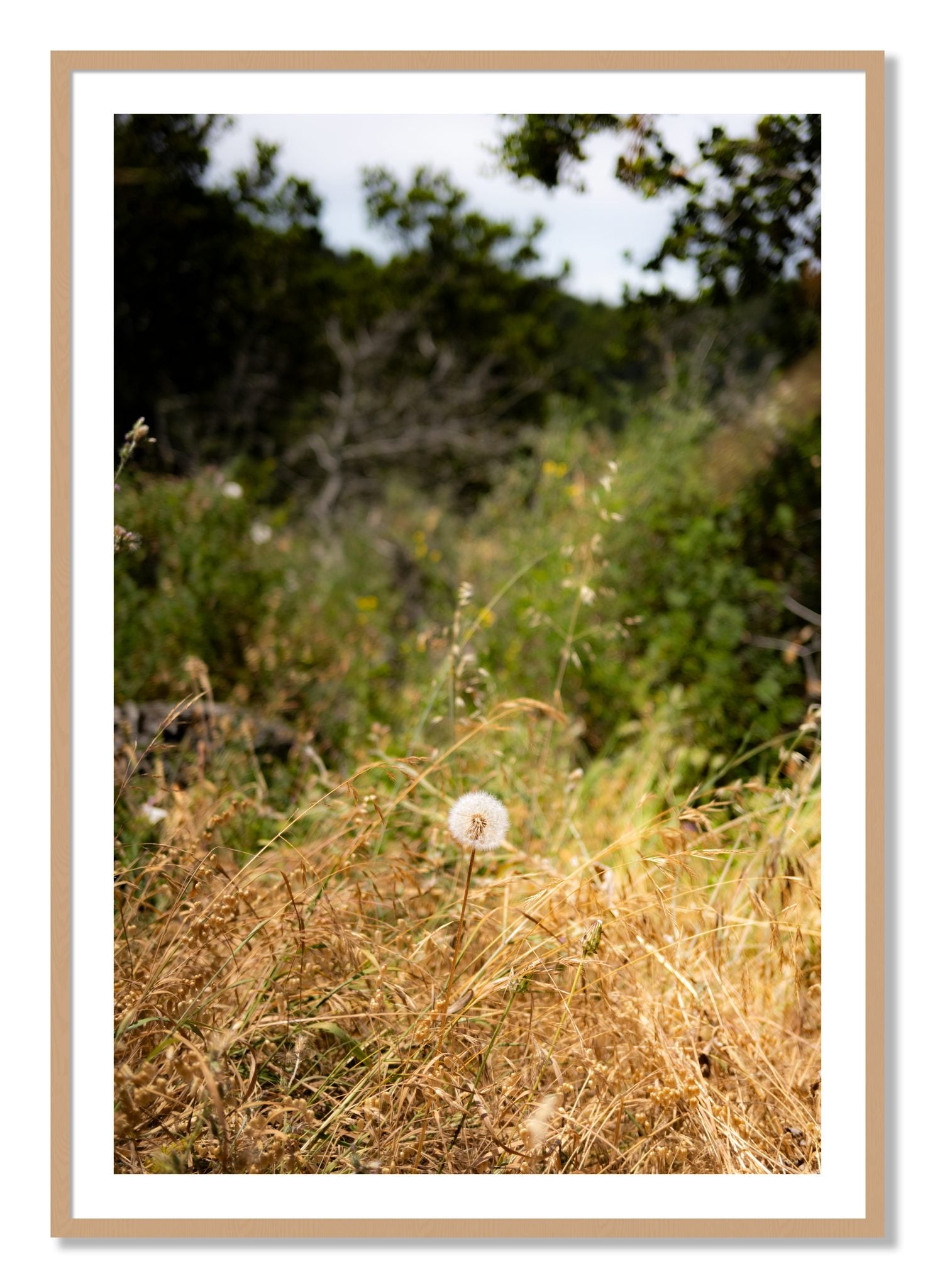 Framed photograph of Diamond In The Rough by Dylan Ozanich, Oak frame, Borders