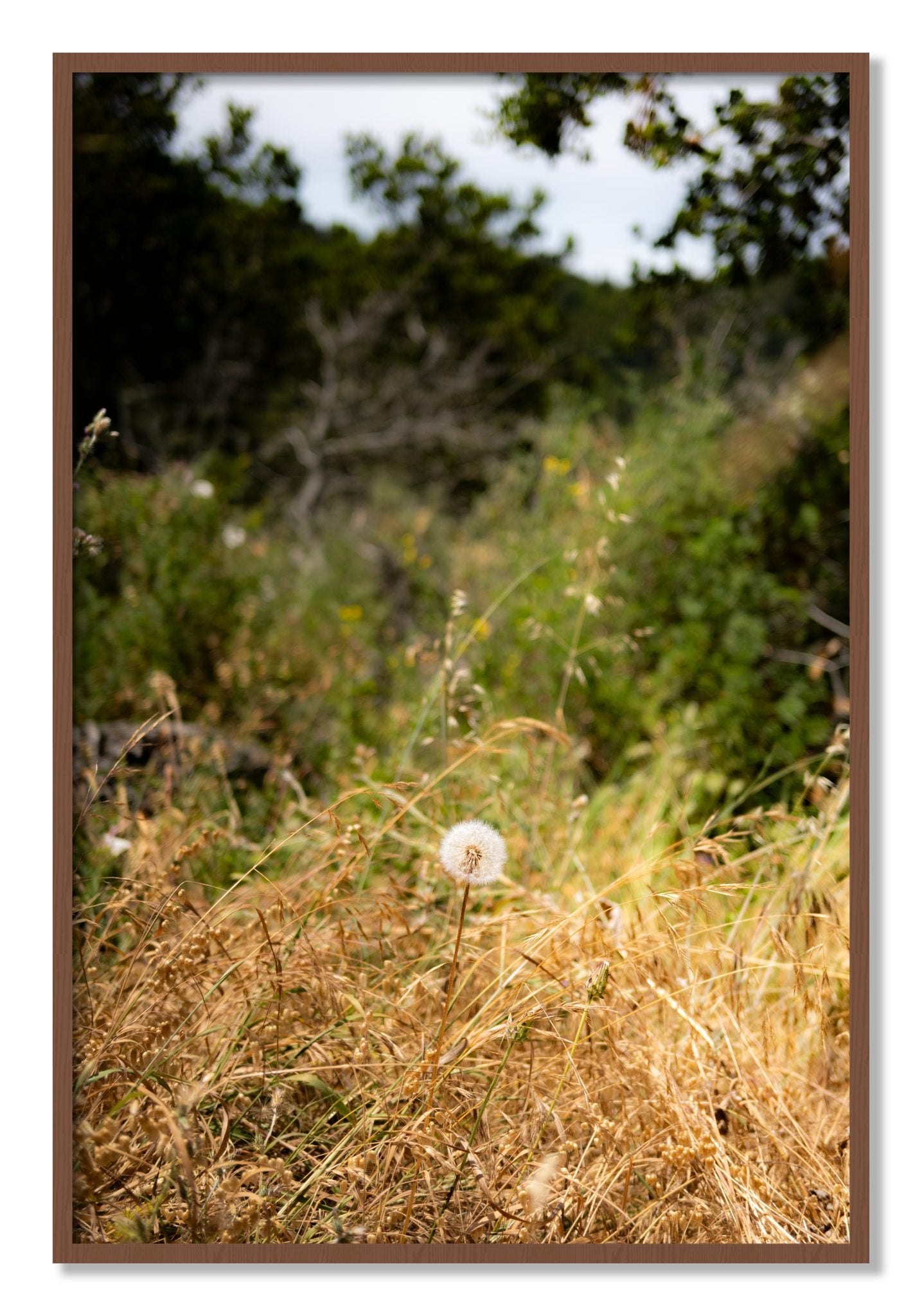 Framed photograph of Diamond In The Rough by Dylan Ozanich, Walnut frame, Full Bleed