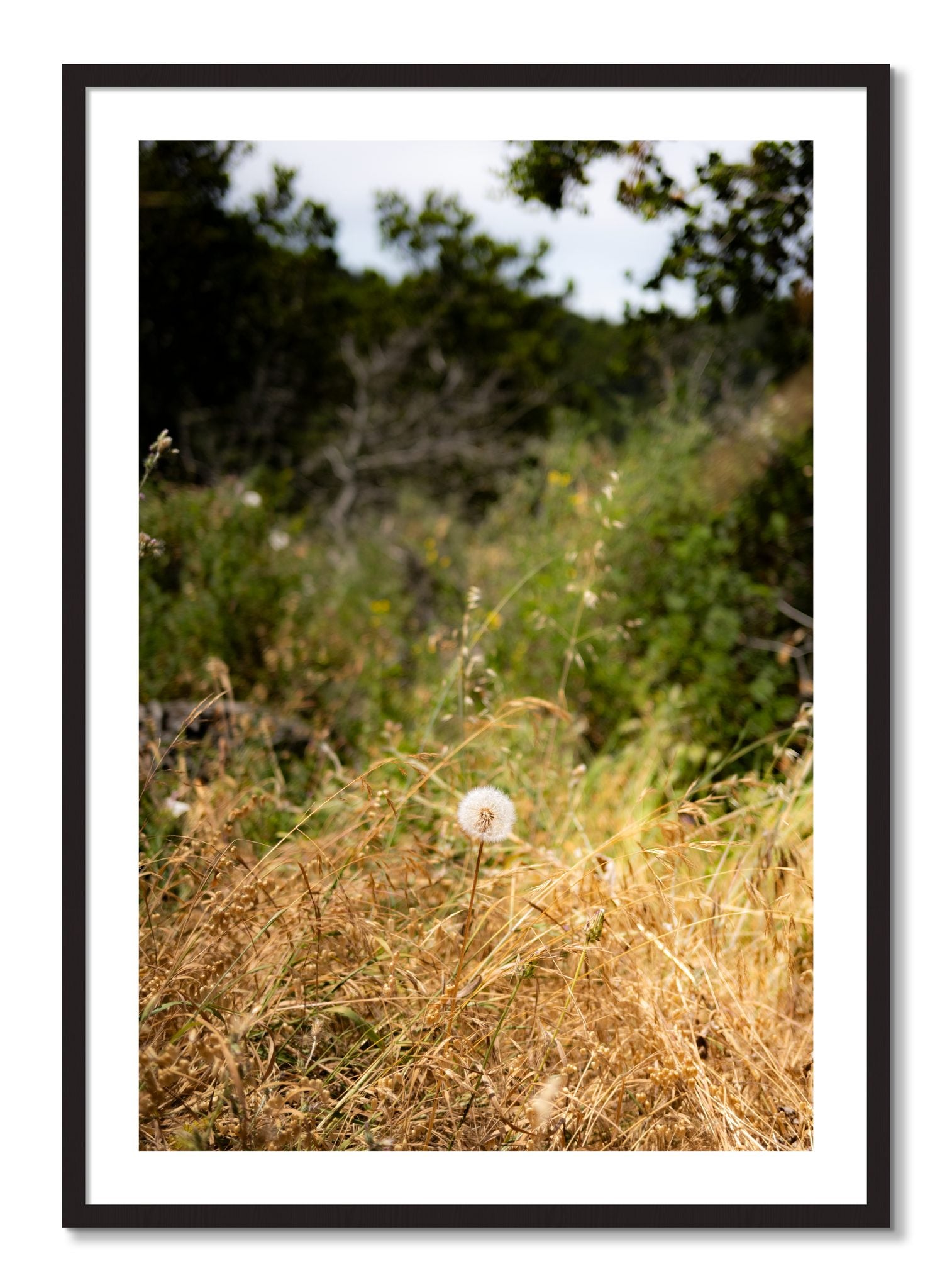 Framed photograph of Diamond In The Rough by Dylan Ozanich, Black Walnut frame, Borders