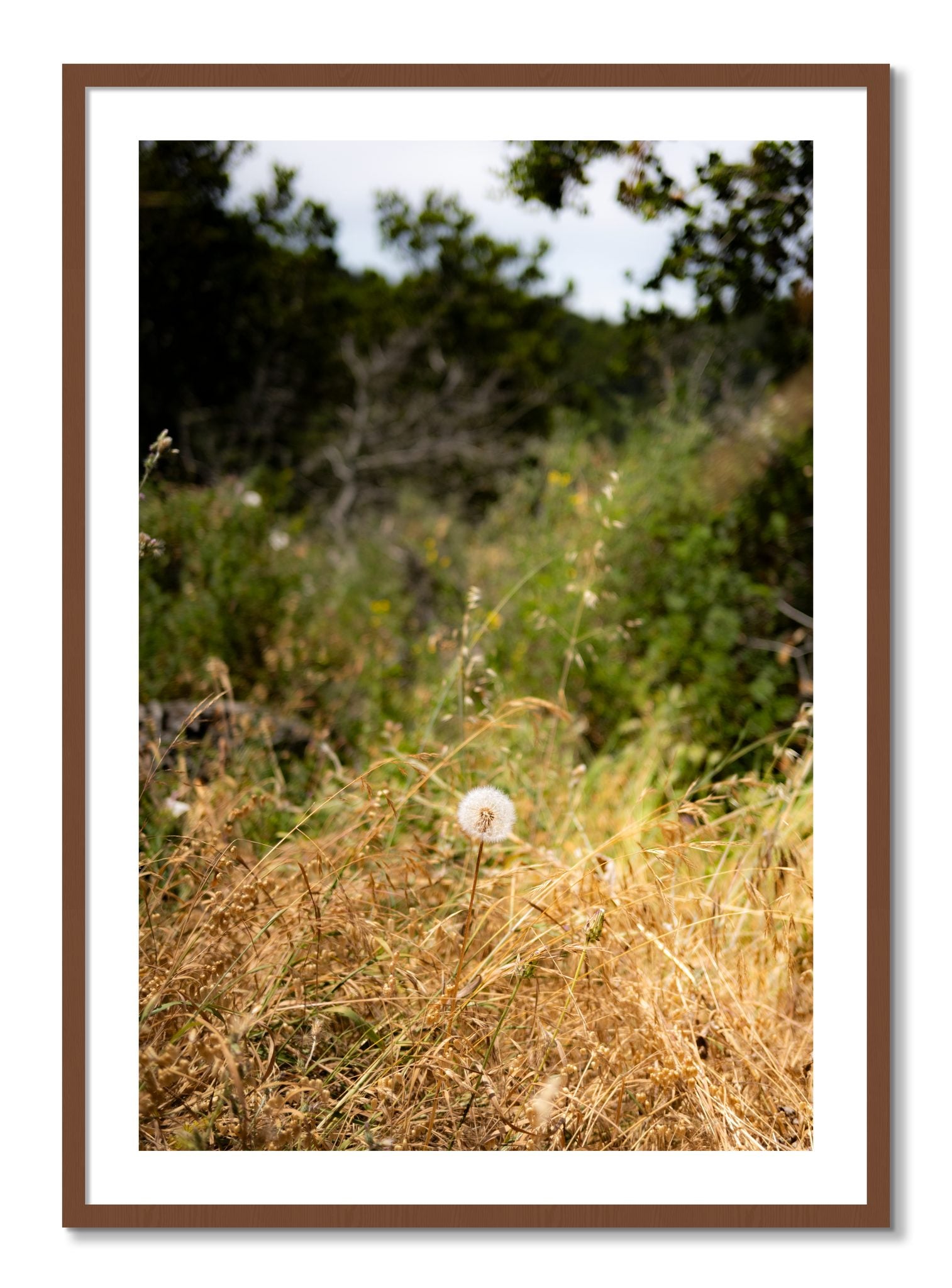 Framed photograph of Diamond In The Rough by Dylan Ozanich, Walnut frame, Borders
