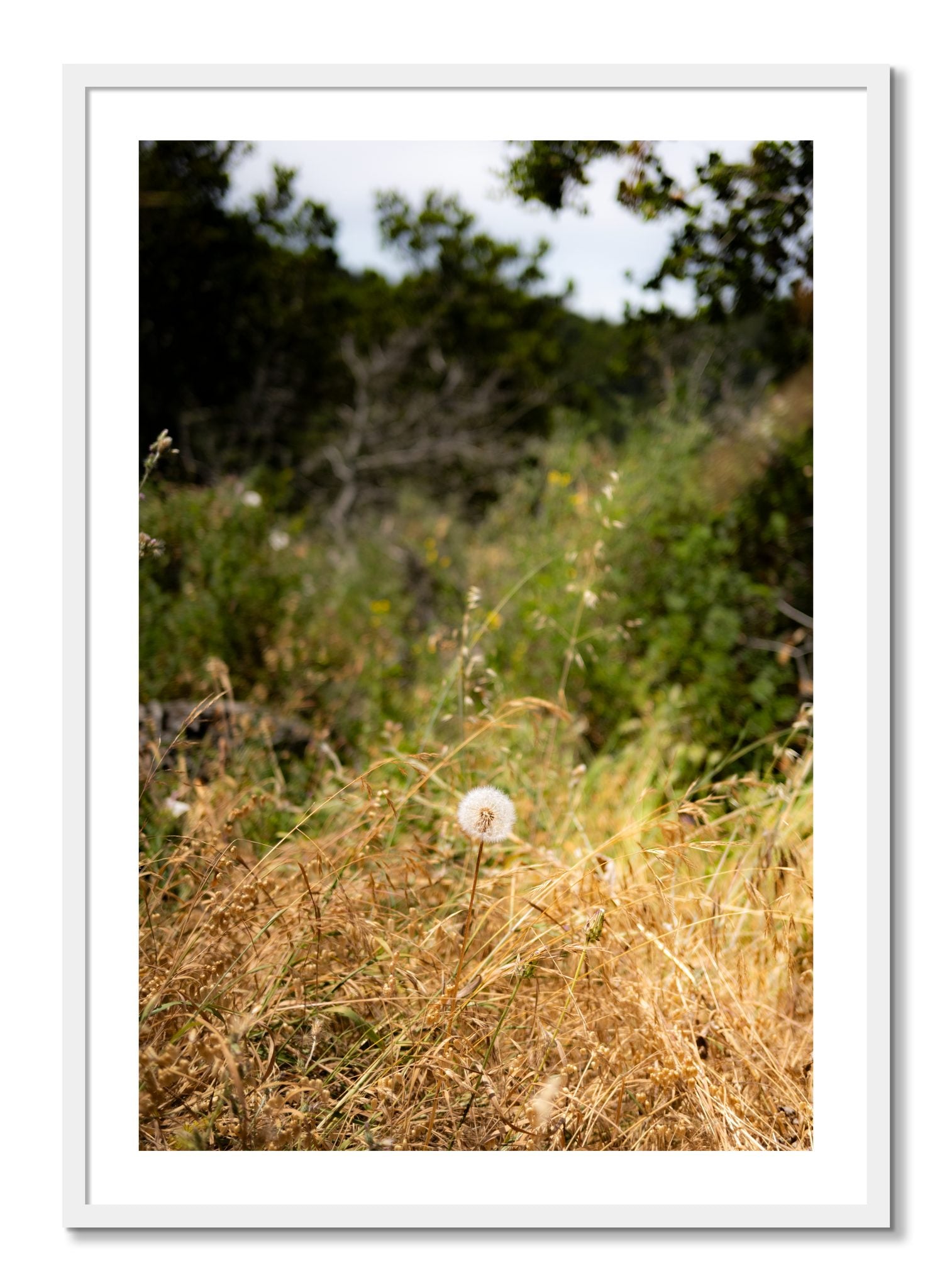 Framed photograph of Diamond In The Rough by Dylan Ozanich, White frame, Borders