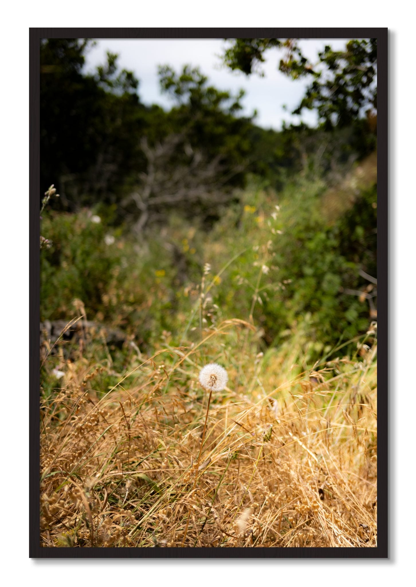 Framed photograph of Diamond In The Rough by Dylan Ozanich, Black Walnut frame, Full Bleed