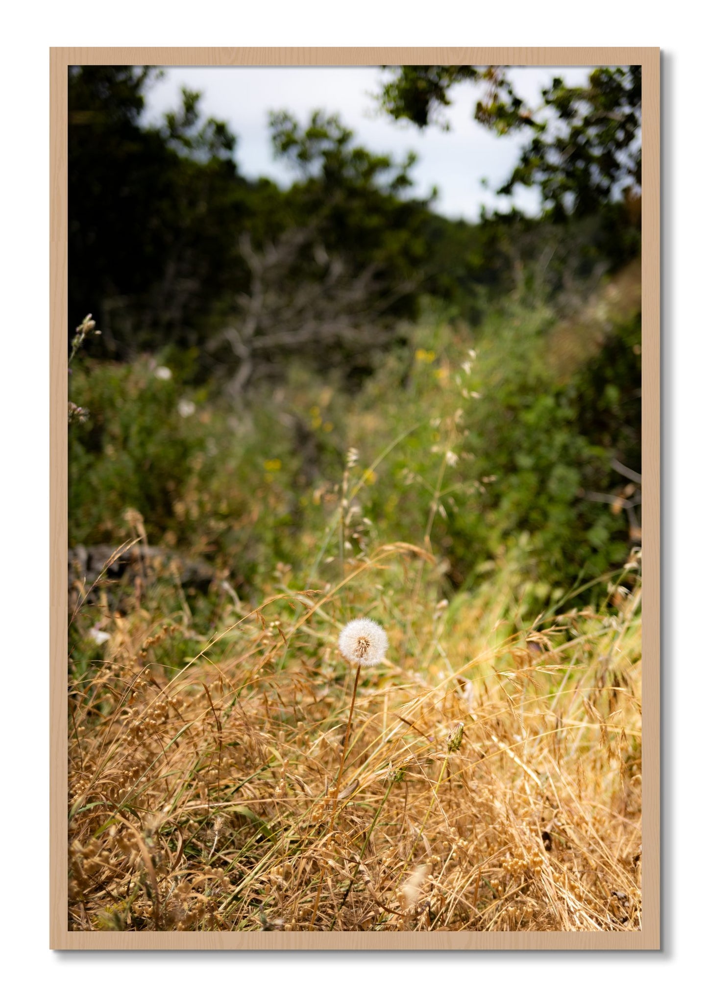 Framed photograph of Diamond In The Rough by Dylan Ozanich, Oak frame, Full Bleed