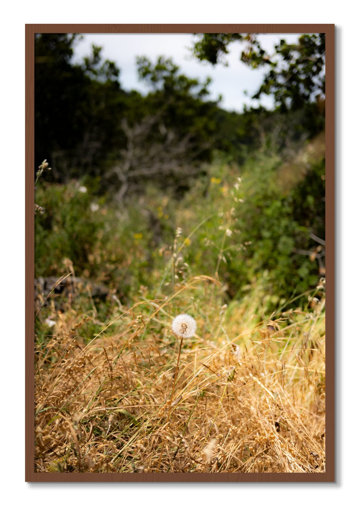 Framed photograph of Diamond In The Rough by Dylan Ozanich, Walnut frame, Full Bleed