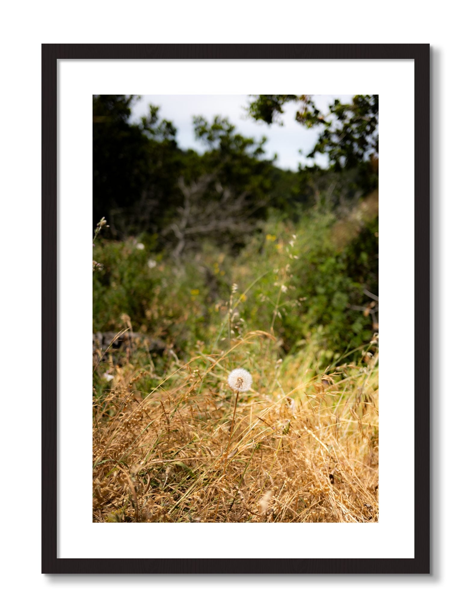 Framed photograph of Diamond In The Rough by Dylan Ozanich, Black Walnut frame, Borders