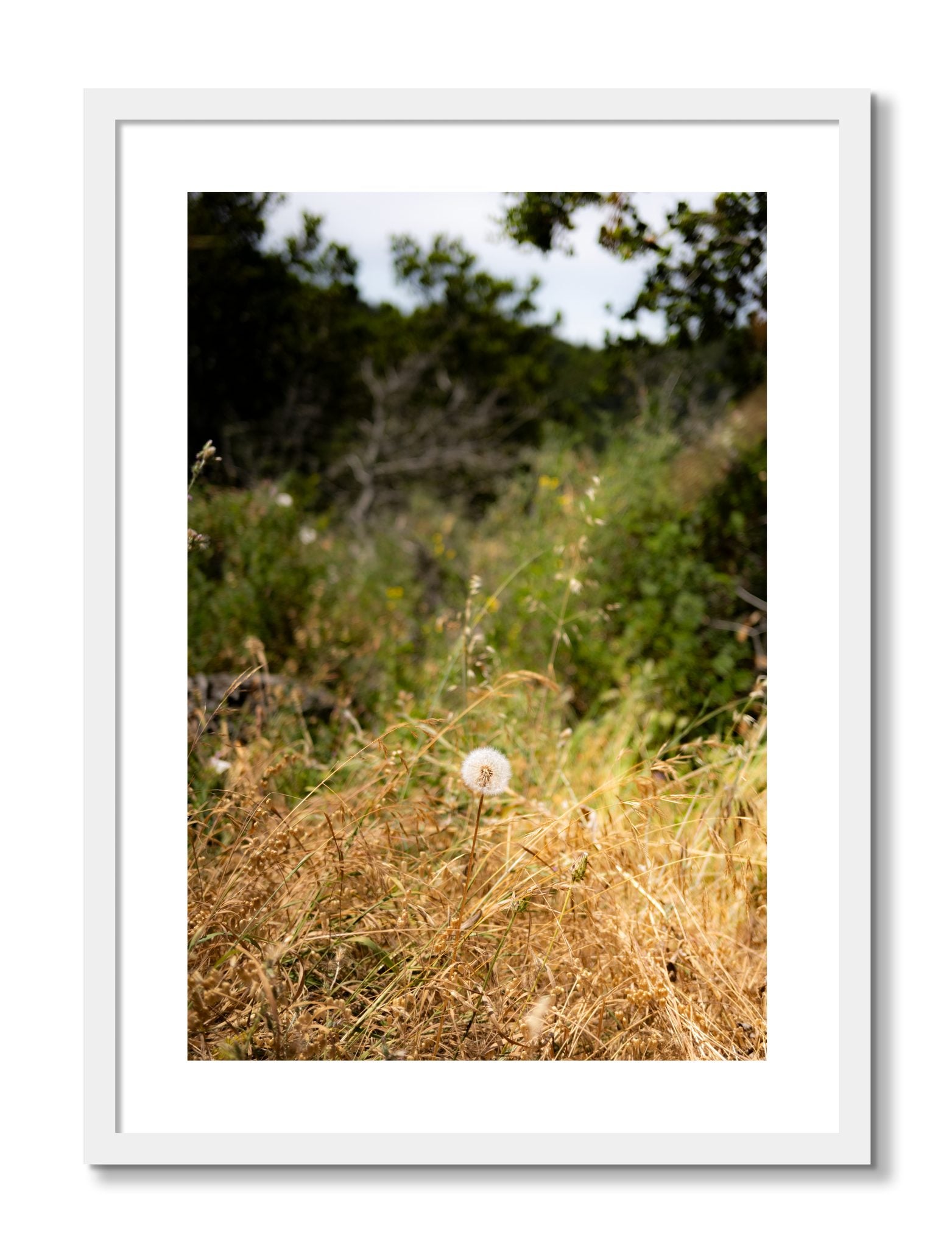 Framed photograph of Diamond In The Rough by Dylan Ozanich, White frame, Borders