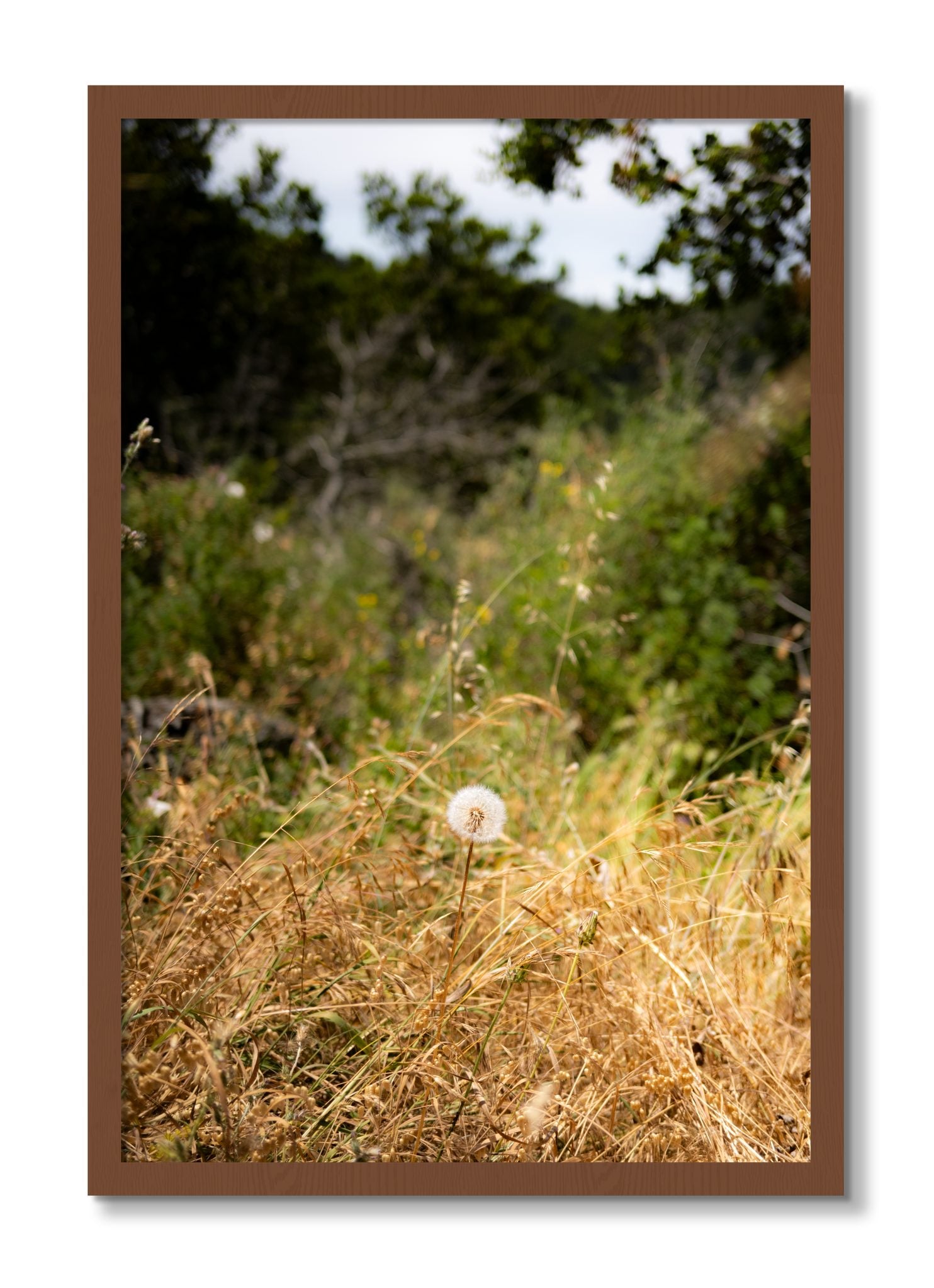 Framed photograph of Diamond In The Rough by Dylan Ozanich, Walnut frame, Full Bleed