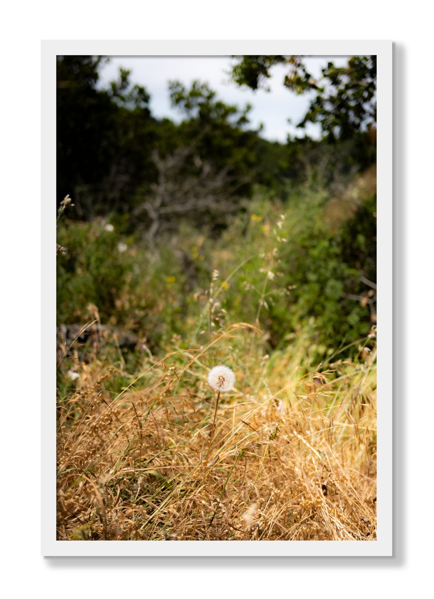 Framed photograph of Diamond In The Rough by Dylan Ozanich, White frame, Full Bleed