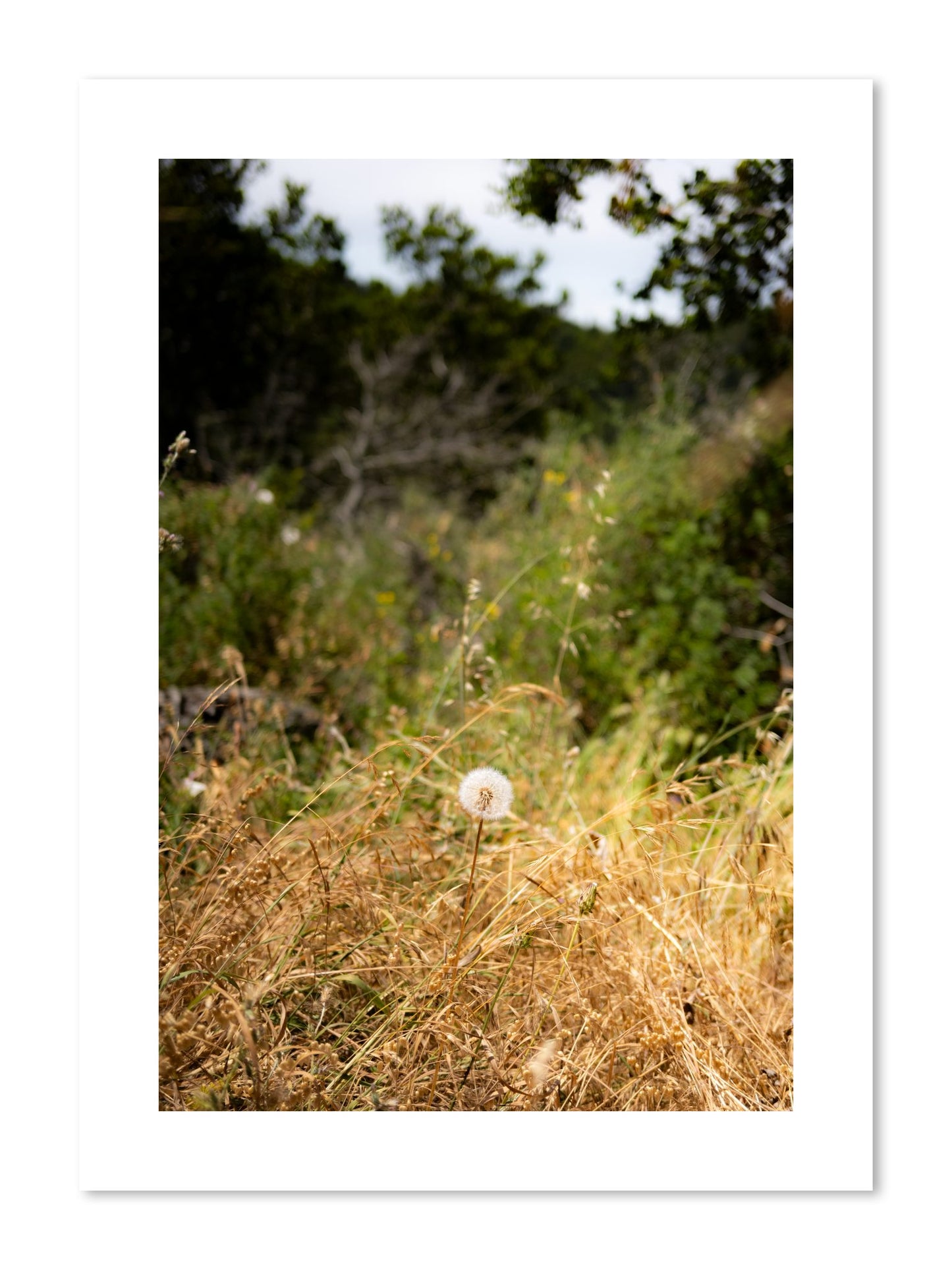 Fine art print of Diamond In The Rough by Dylan Ozanich, unframed