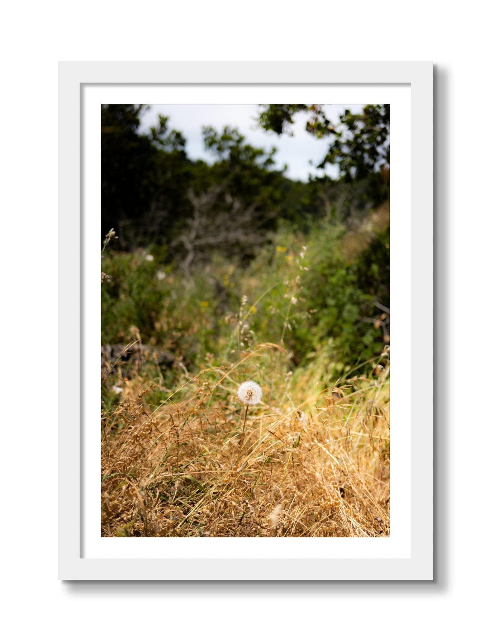 Framed photograph of Diamond In The Rough by Dylan Ozanich, White frame, Borders