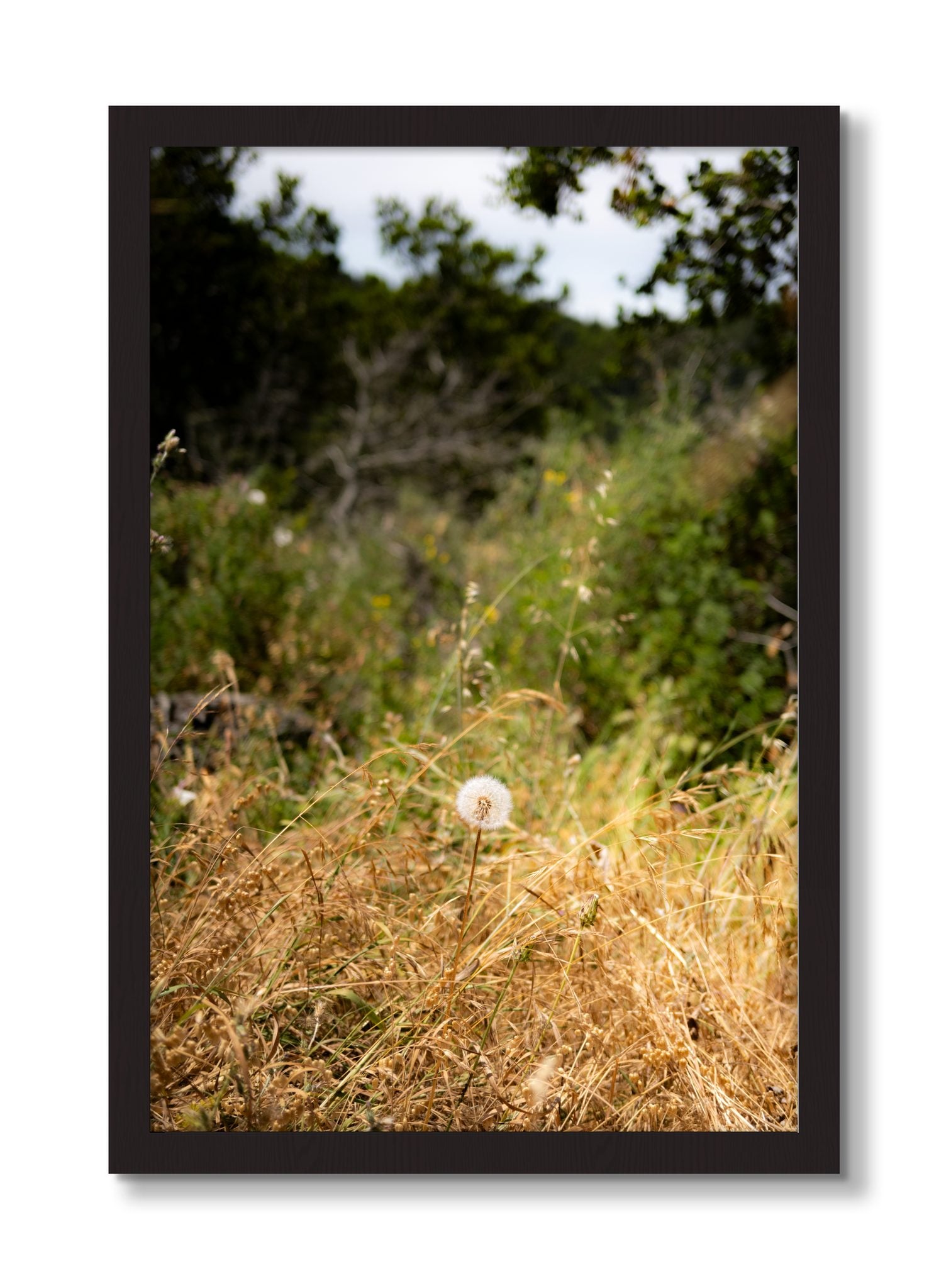 Framed photograph of Diamond In The Rough by Dylan Ozanich, Black Walnut frame, Full Bleed