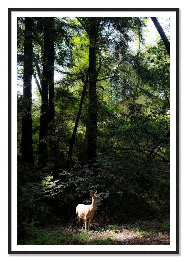 Doe by Dylan Ozanich, 48×72 print with a White Border in a Black Walnut frame