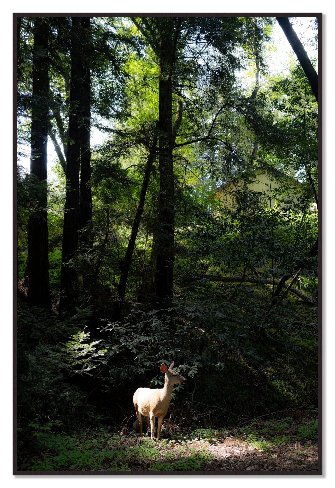 Doe by Dylan Ozanich, 48×72 Full Bleed Print in a Black Walnut frame