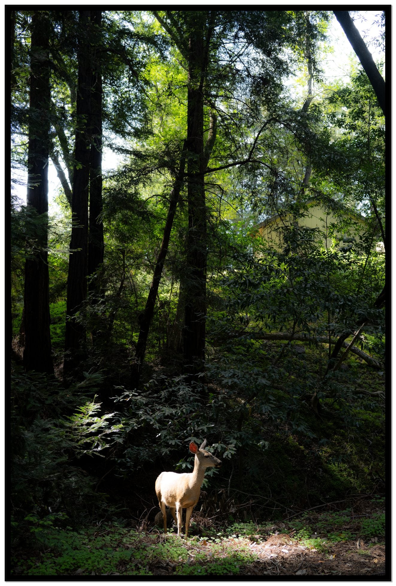 Doe by Dylan Ozanich, 48×72 Full Bleed Print in a Black frame