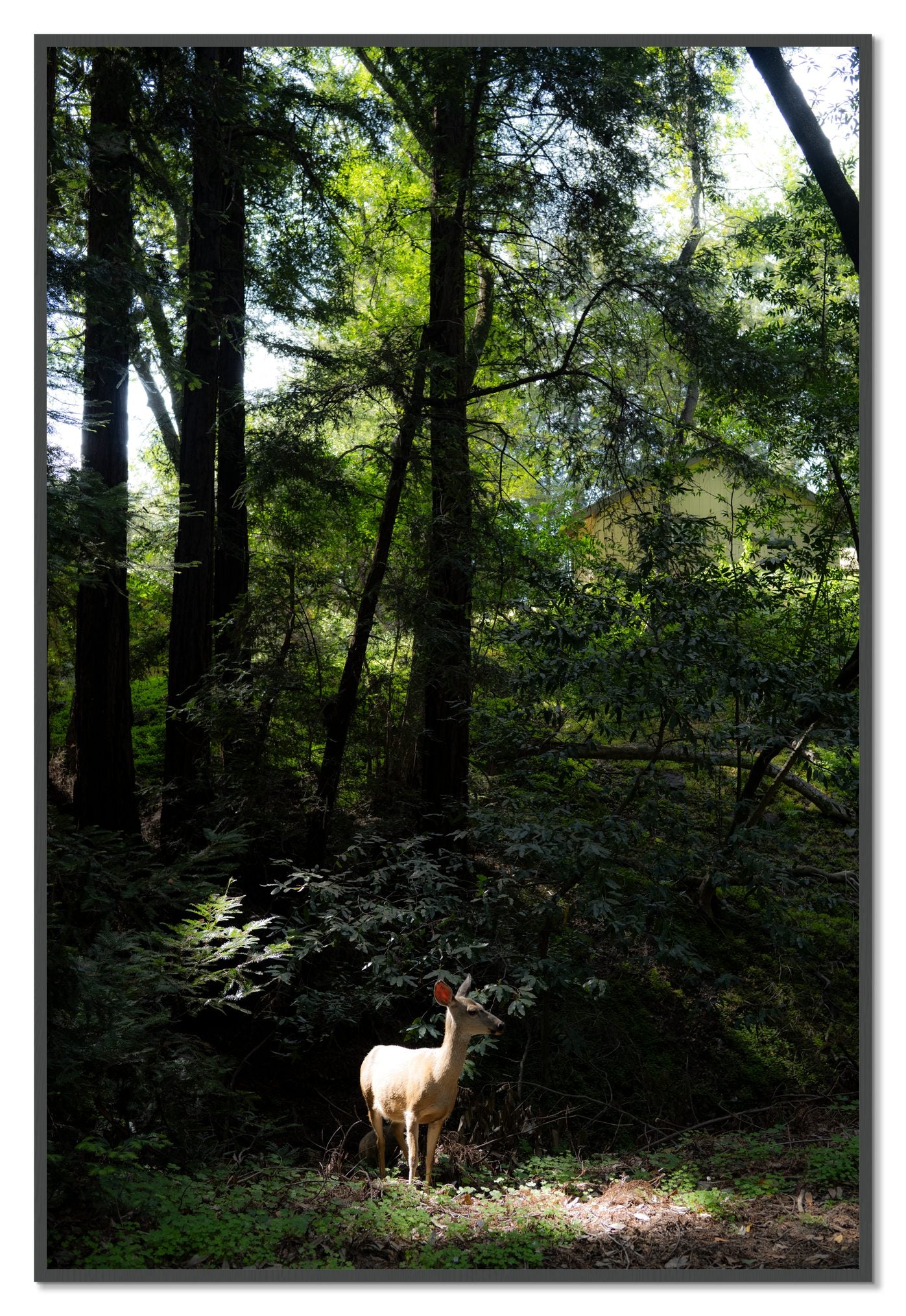 Doe by Dylan Ozanich, 48×72 Full Bleed Print in a Grey frame