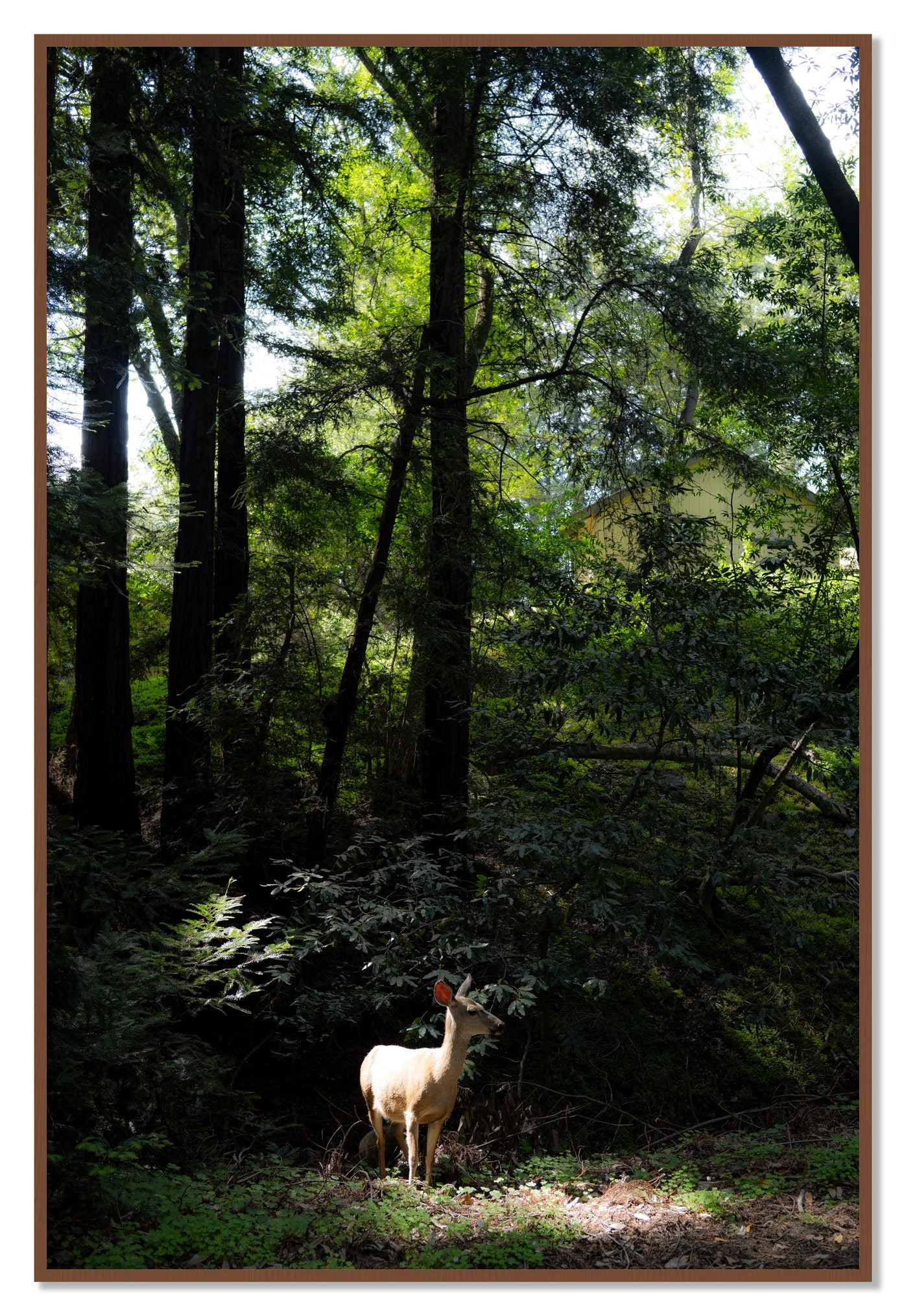 Doe by Dylan Ozanich, 48×72 Full Bleed Print in a Walnut frame