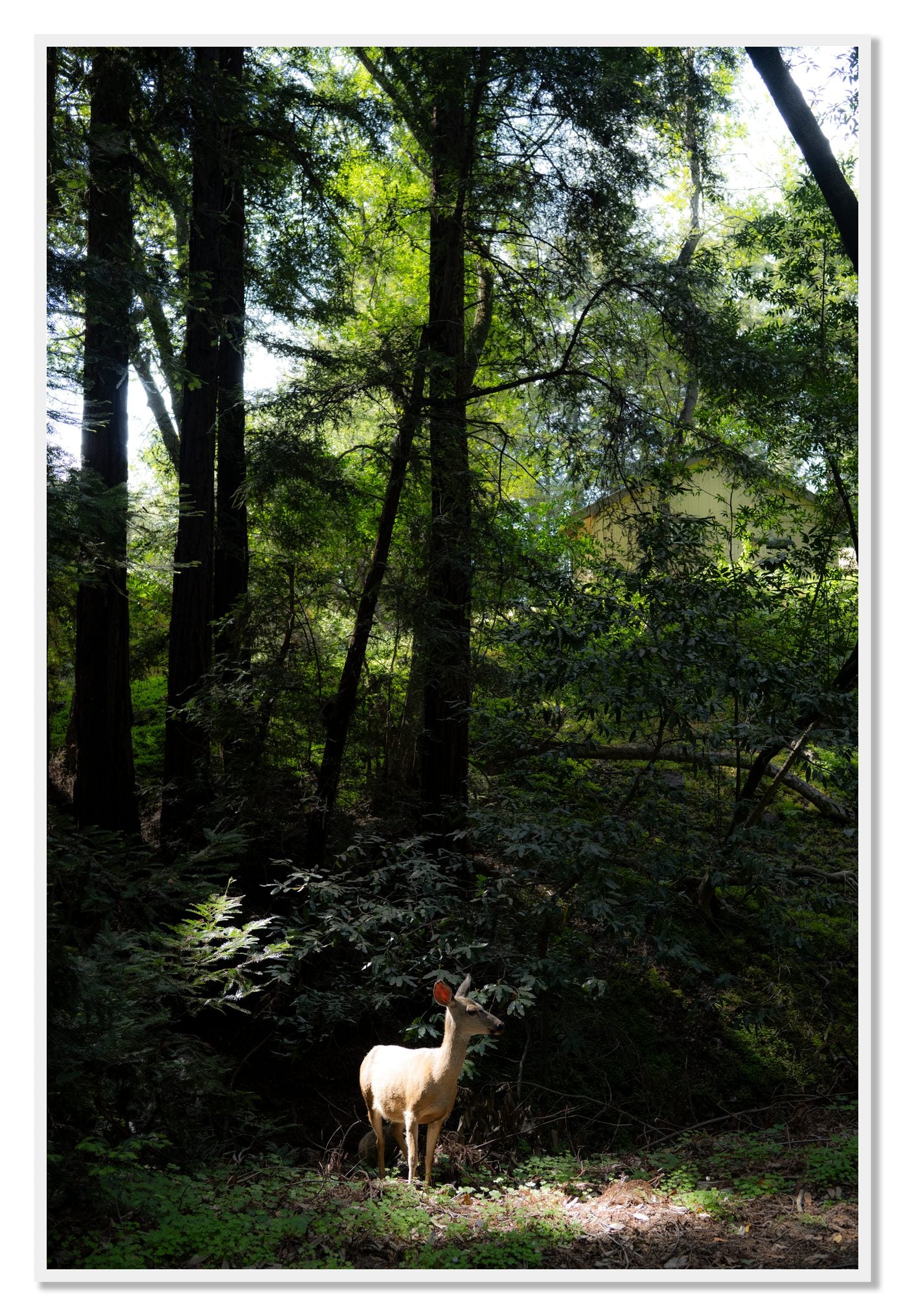 Doe by Dylan Ozanich, 48×72 Full Bleed Print in a White frame