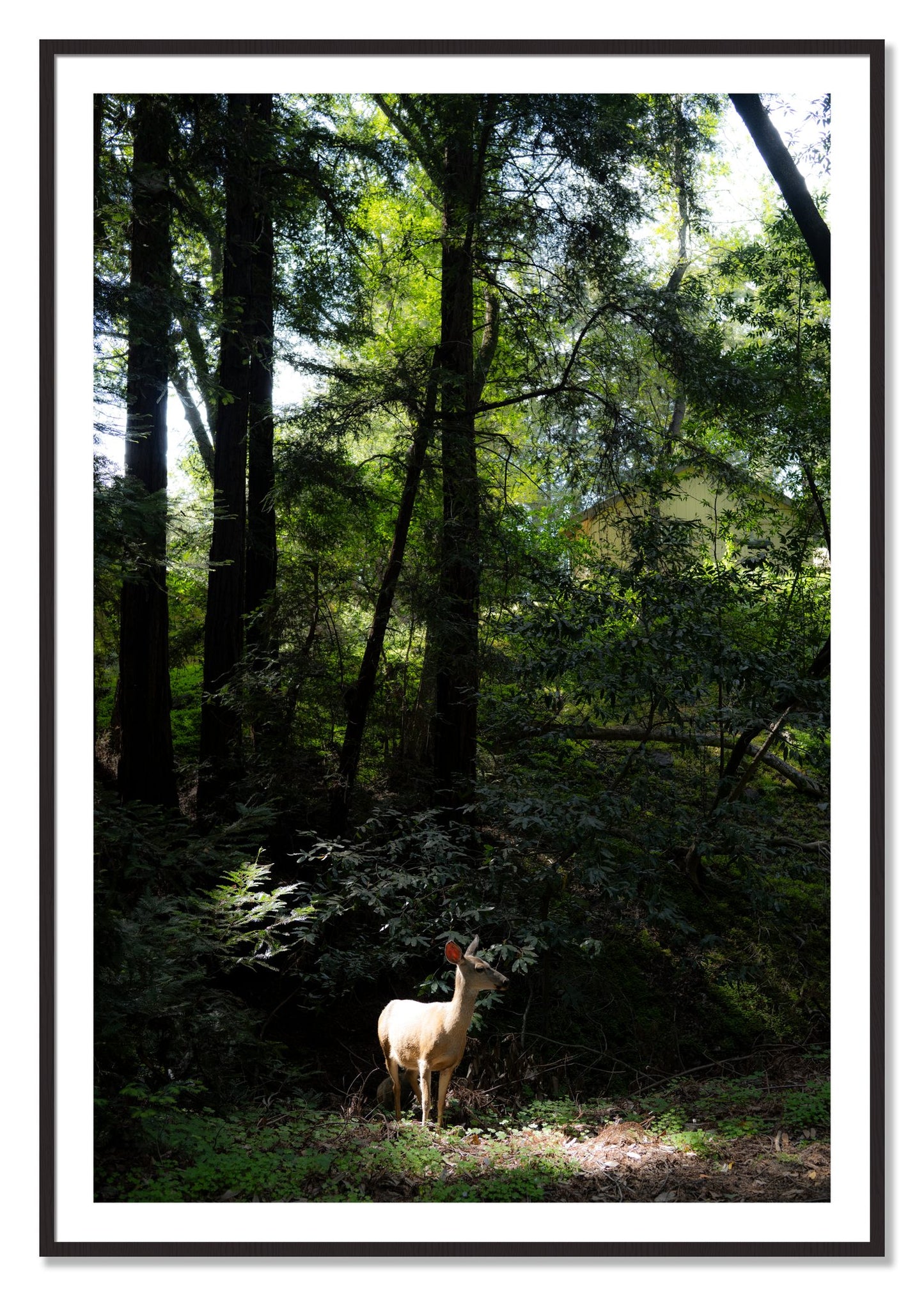 Framed photograph of Doe by Dylan Ozanich, Black Walnut frame, Borders