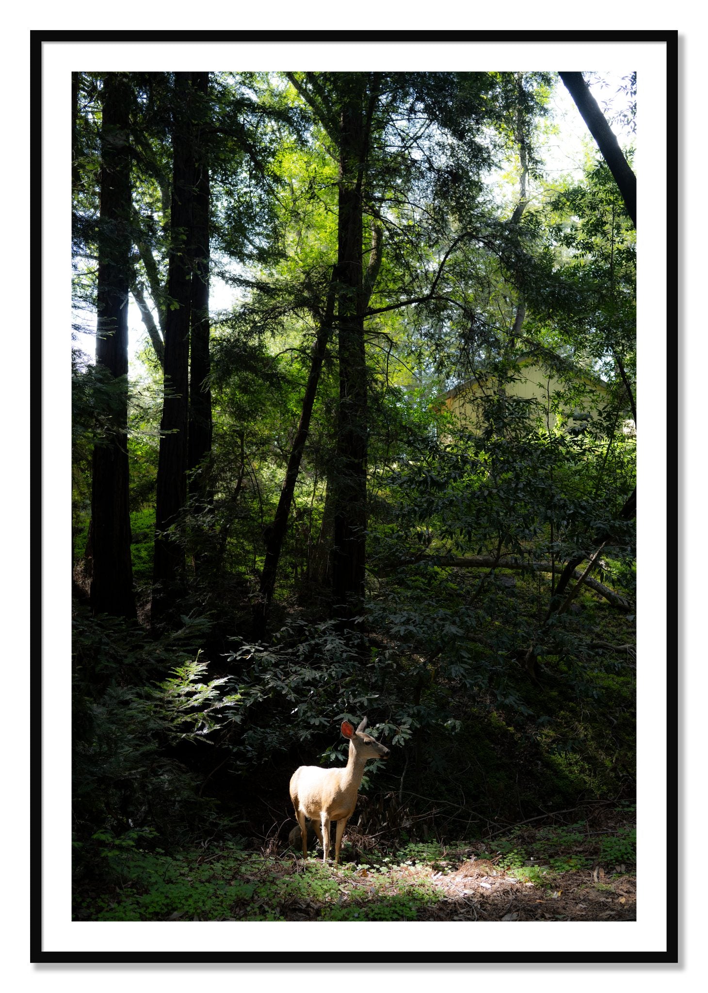 Framed photograph of Doe by Dylan Ozanich, Black frame, Borders