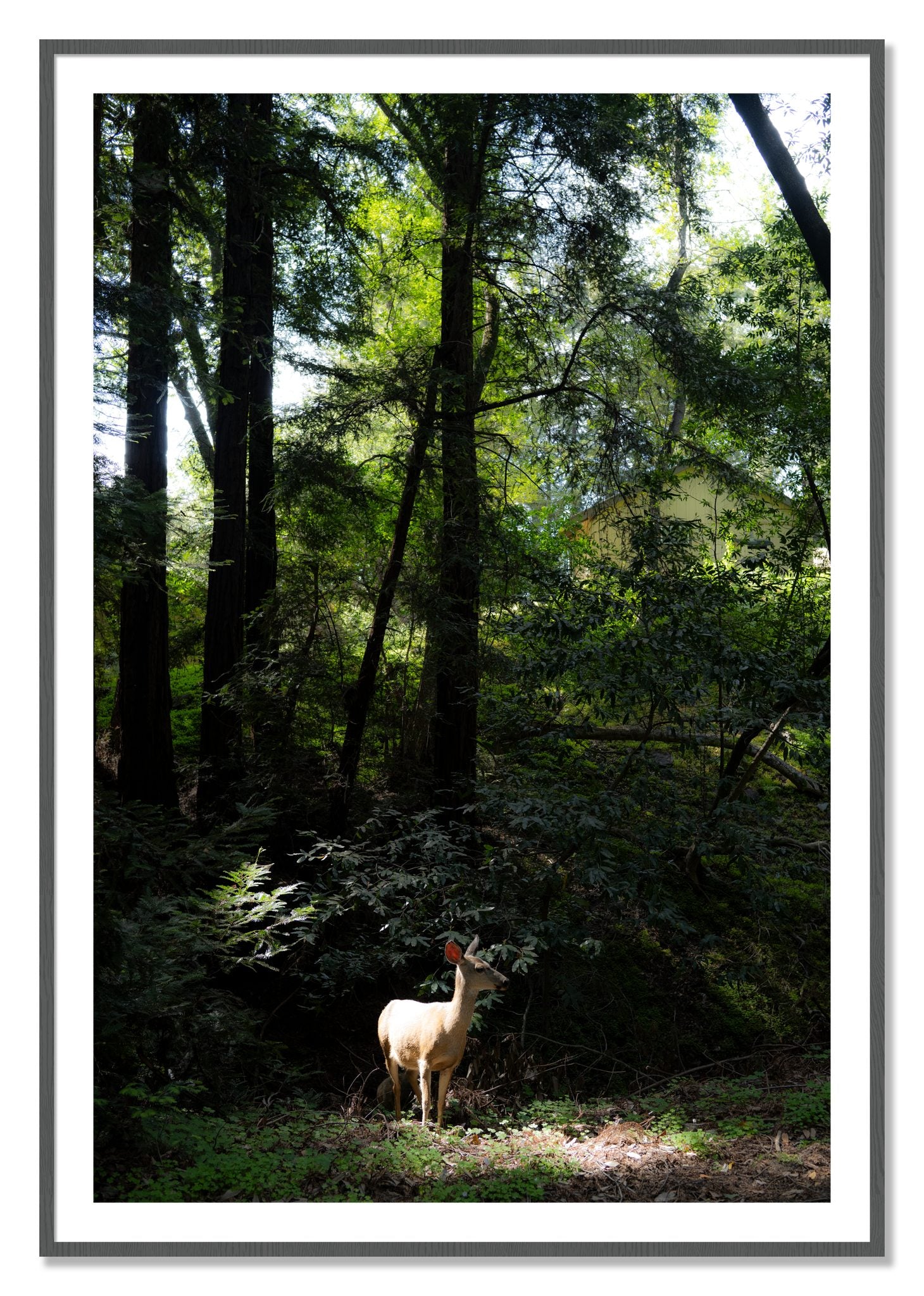 Framed photograph of Doe by Dylan Ozanich, Grey frame, Borders