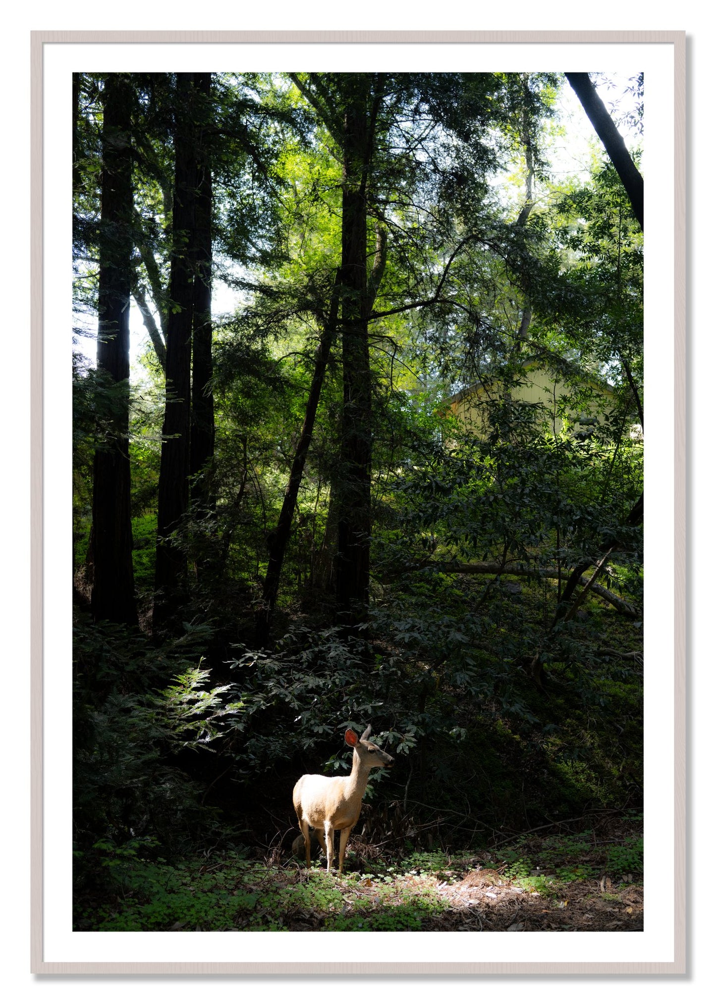 Framed photograph of Doe by Dylan Ozanich, White Maple frame, Borders