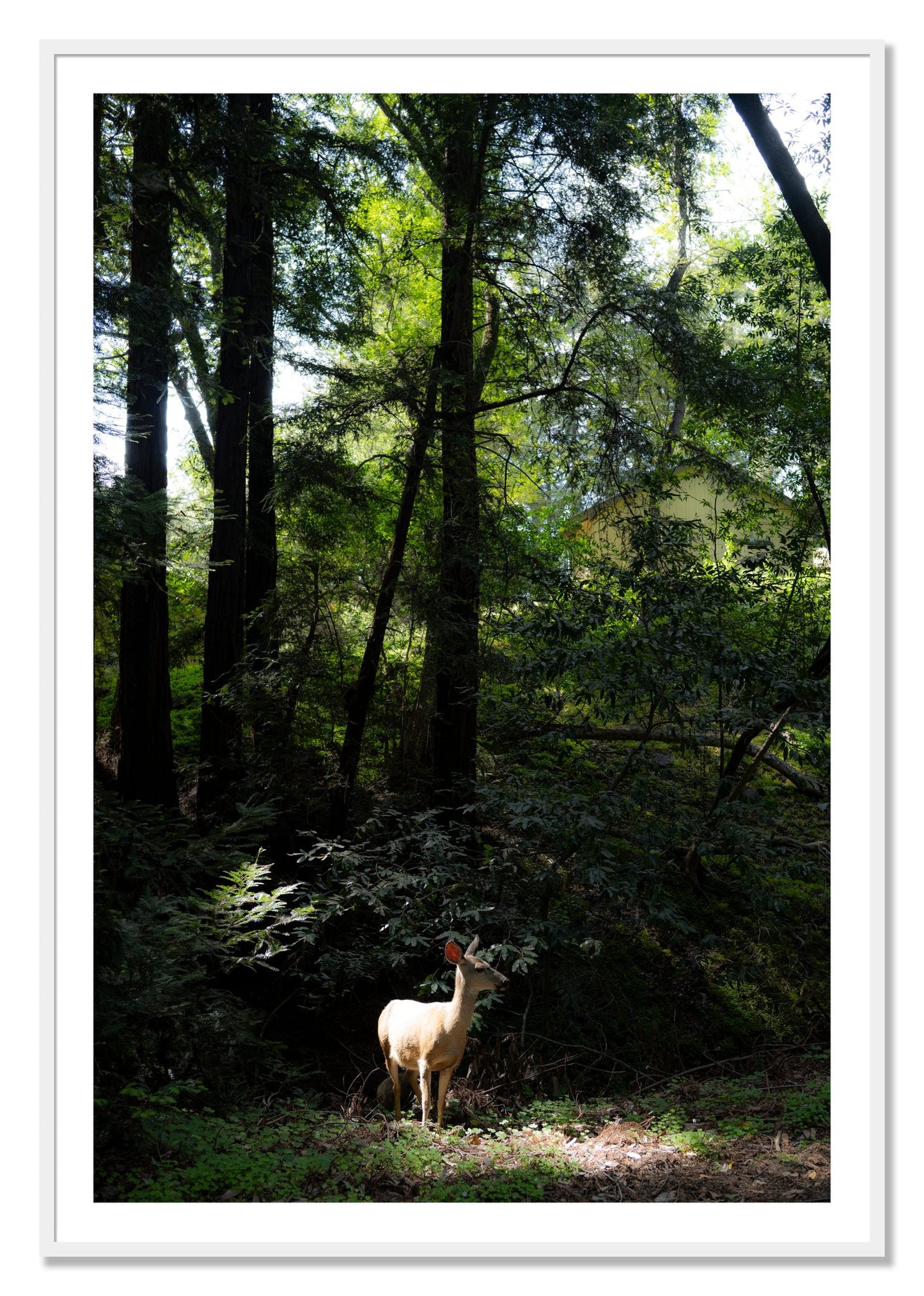 Framed photograph of Doe by Dylan Ozanich, White frame, Borders