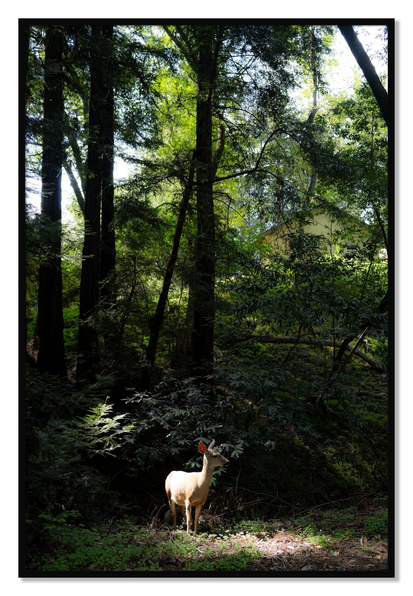 Framed photograph of Doe by Dylan Ozanich, Black frame, Full Bleed
