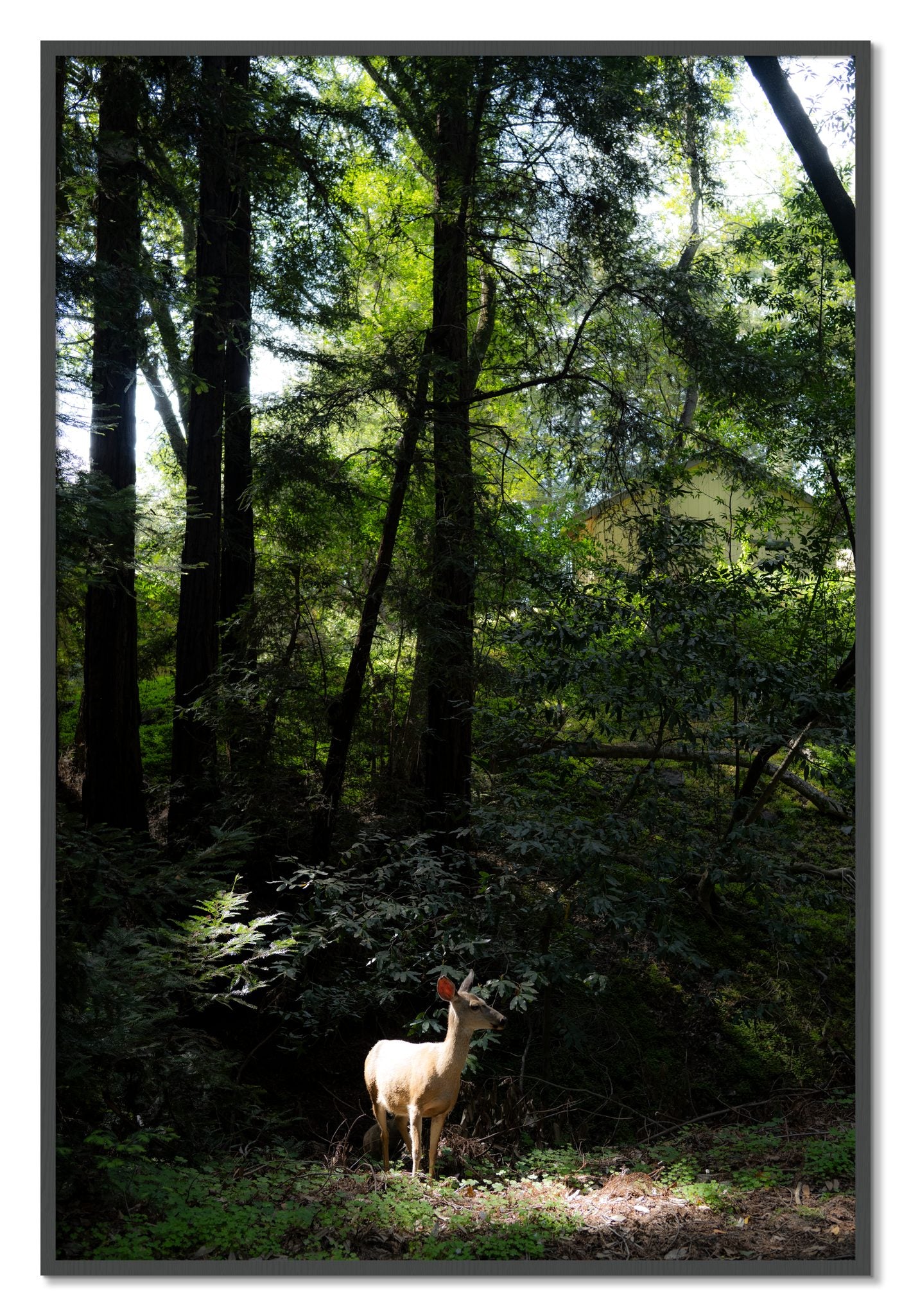 Framed photograph of Doe by Dylan Ozanich, Grey frame, Full Bleed