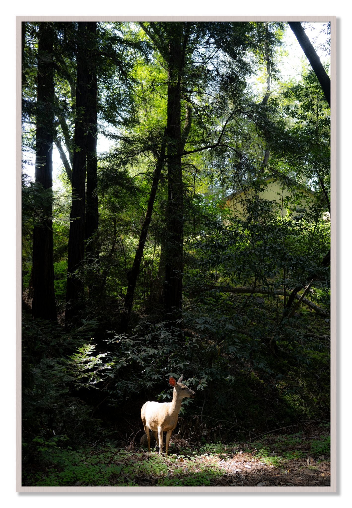 Framed photograph of Doe by Dylan Ozanich, White Maple frame, Full Bleed