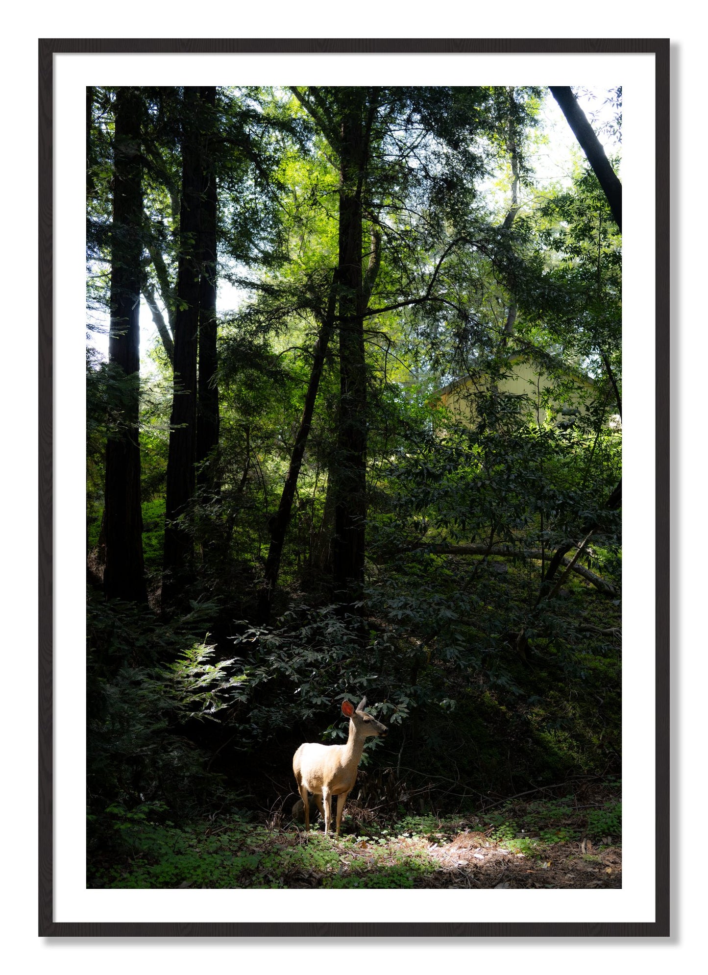 Framed photograph of Doe by Dylan Ozanich, Black Walnut frame, Borders