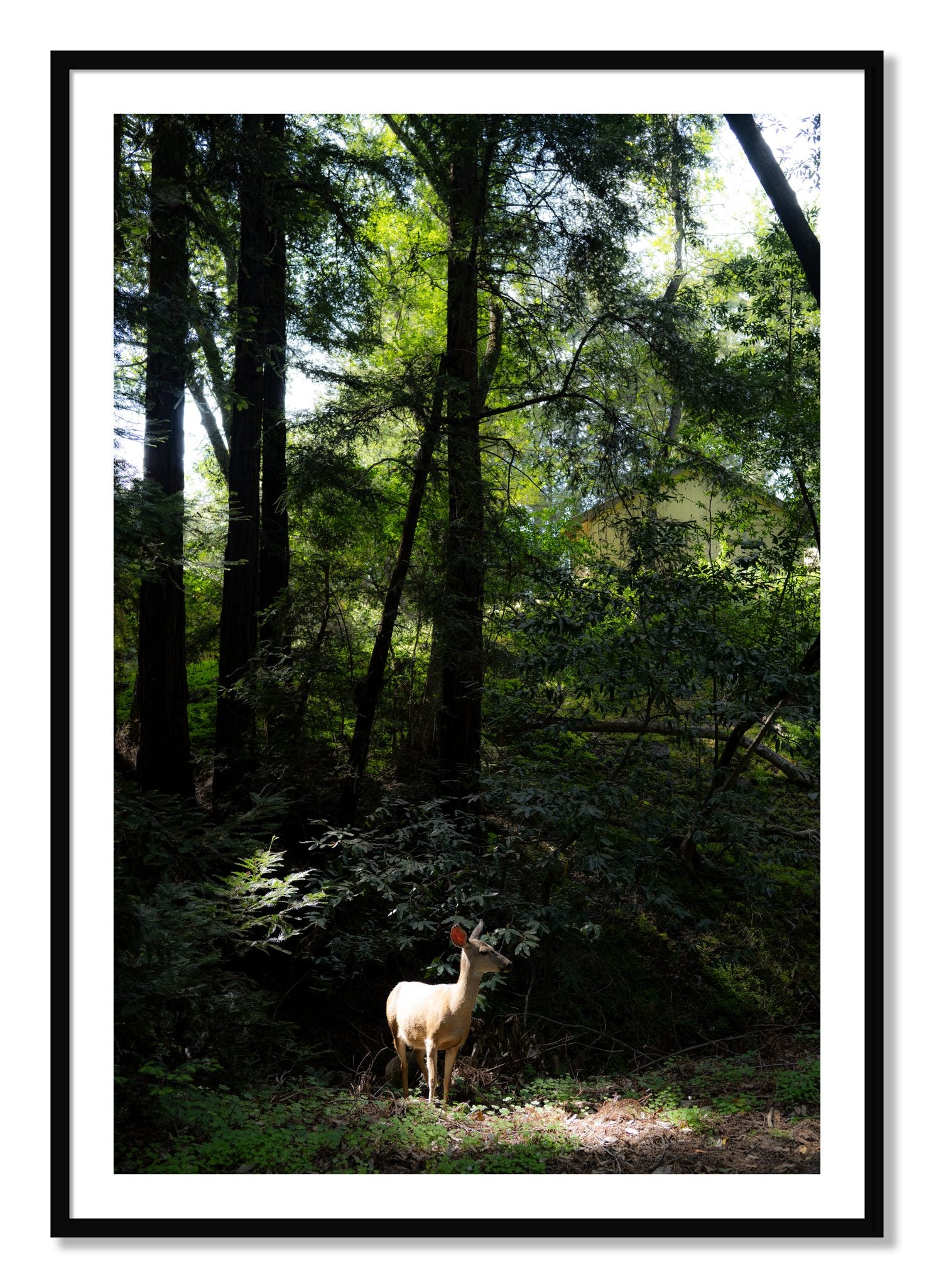 Framed photograph of Doe by Dylan Ozanich, Black frame, Borders