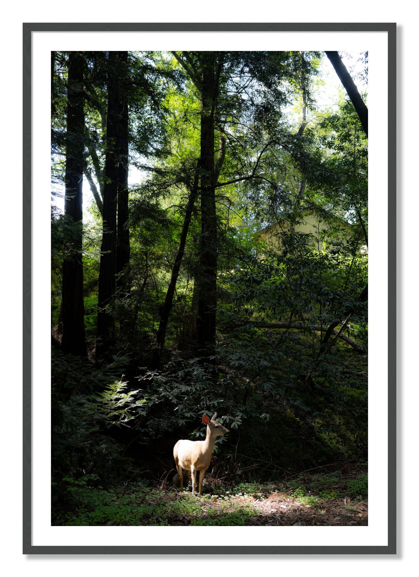 Framed photograph of Doe by Dylan Ozanich, Grey frame, Borders
