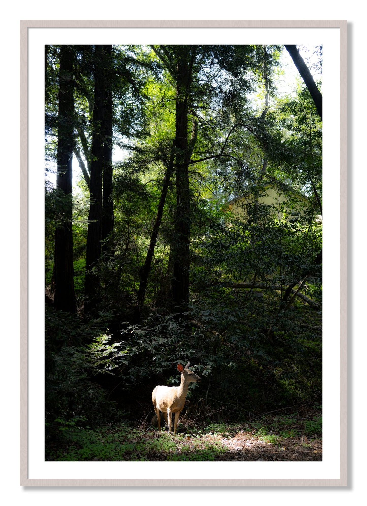 Framed photograph of Doe by Dylan Ozanich, White Maple frame, Borders