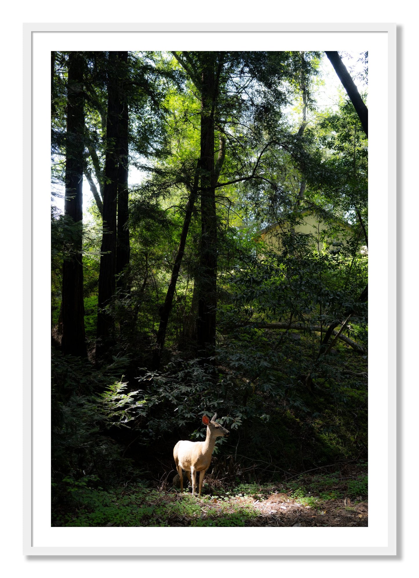 Framed photograph of Doe by Dylan Ozanich, White frame, Borders