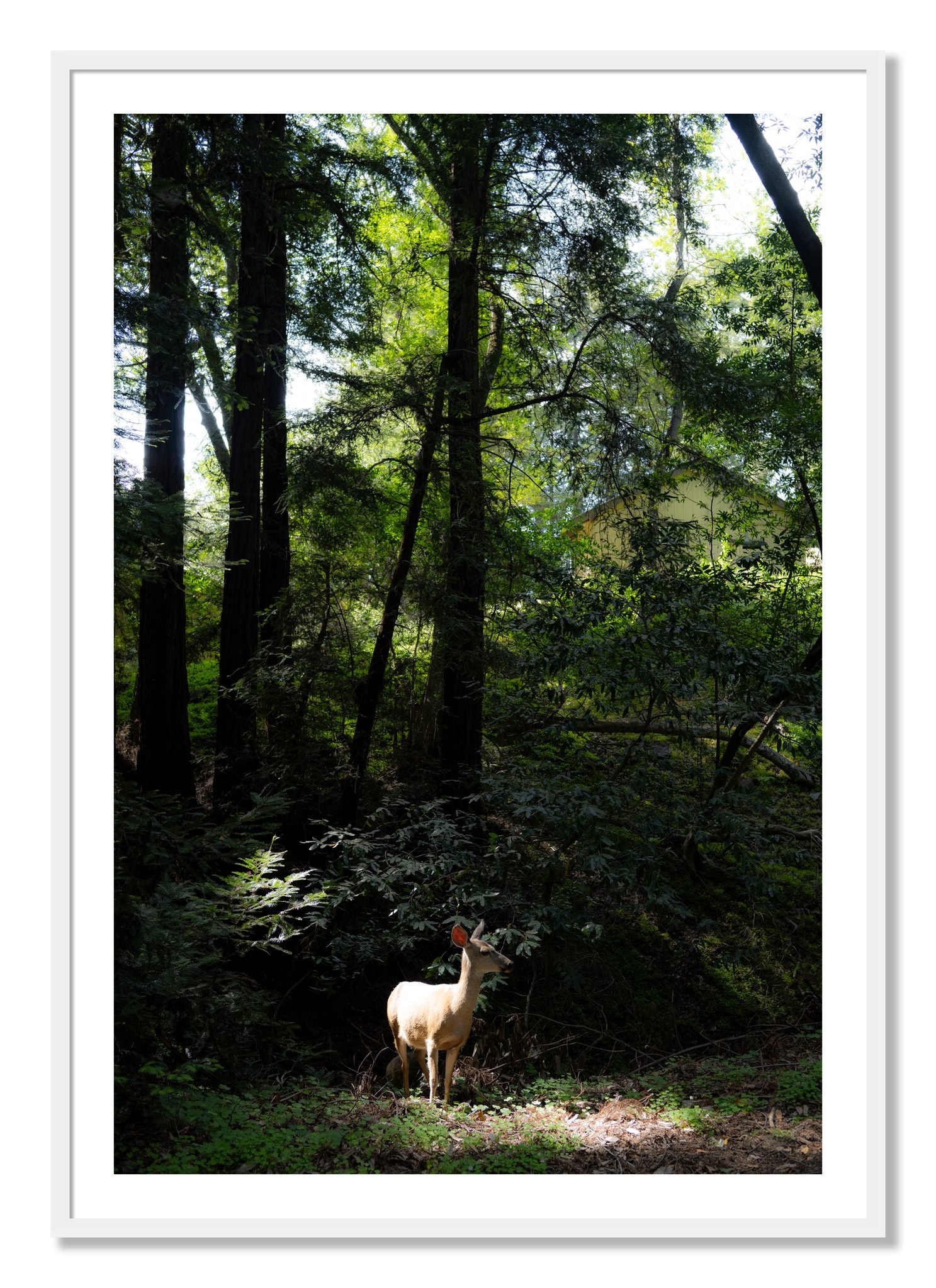Framed photograph of Doe by Dylan Ozanich, White frame, Borders