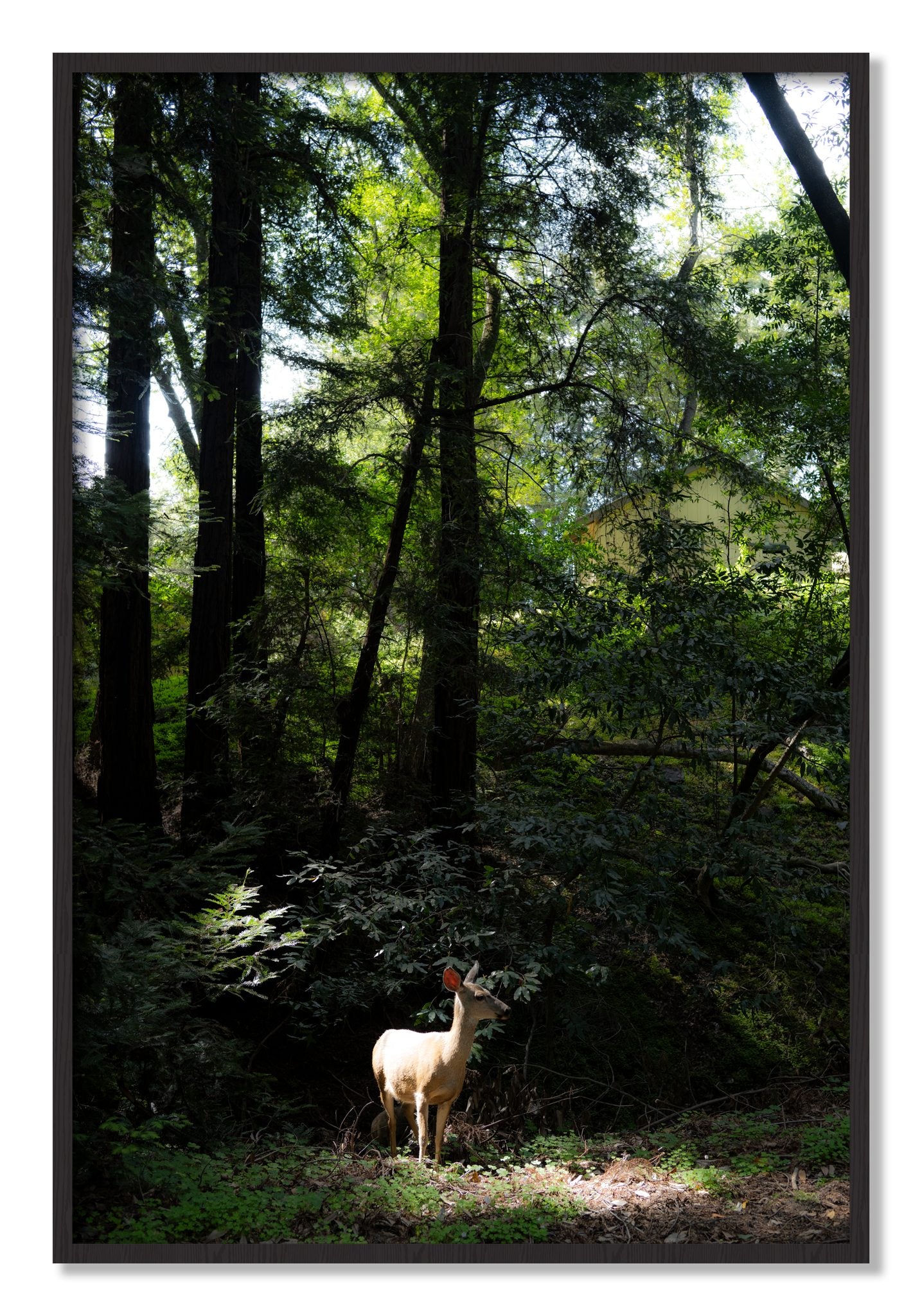 Framed photograph of Doe by Dylan Ozanich, Black Walnut frame, Full Bleed