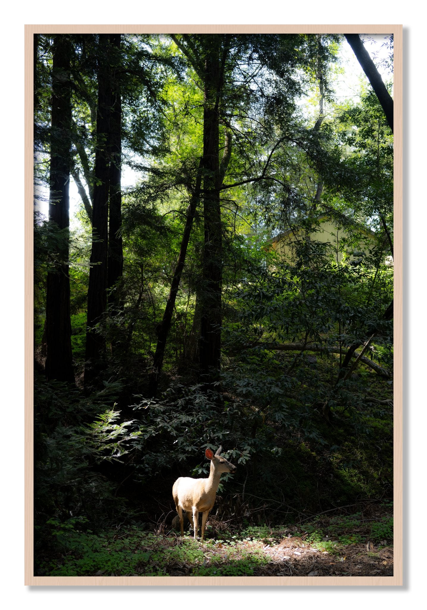 Framed photograph of Doe by Dylan Ozanich, Maple frame, Full Bleed