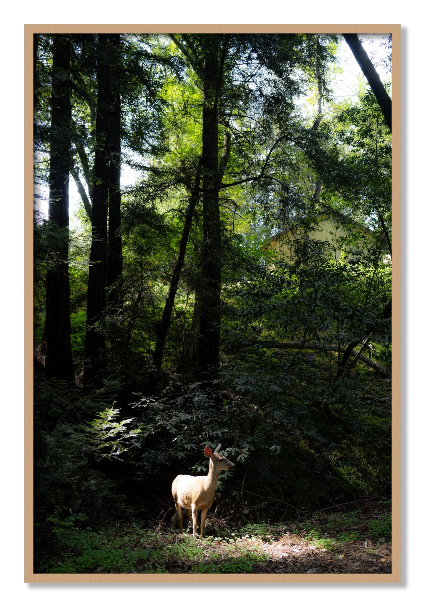 Framed photograph of Doe by Dylan Ozanich, Oak frame, Full Bleed
