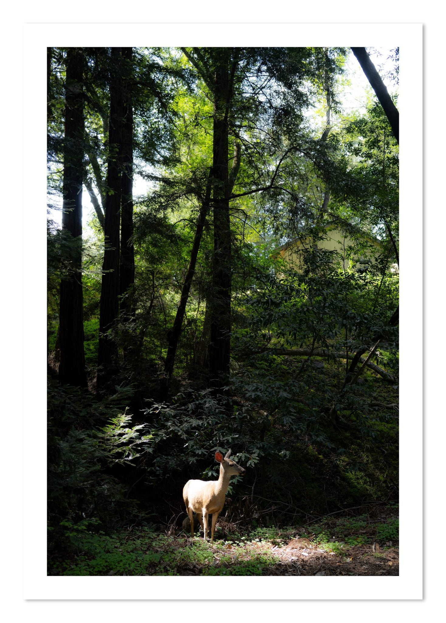 Fine art print of Doe by Dylan Ozanich, unframed
