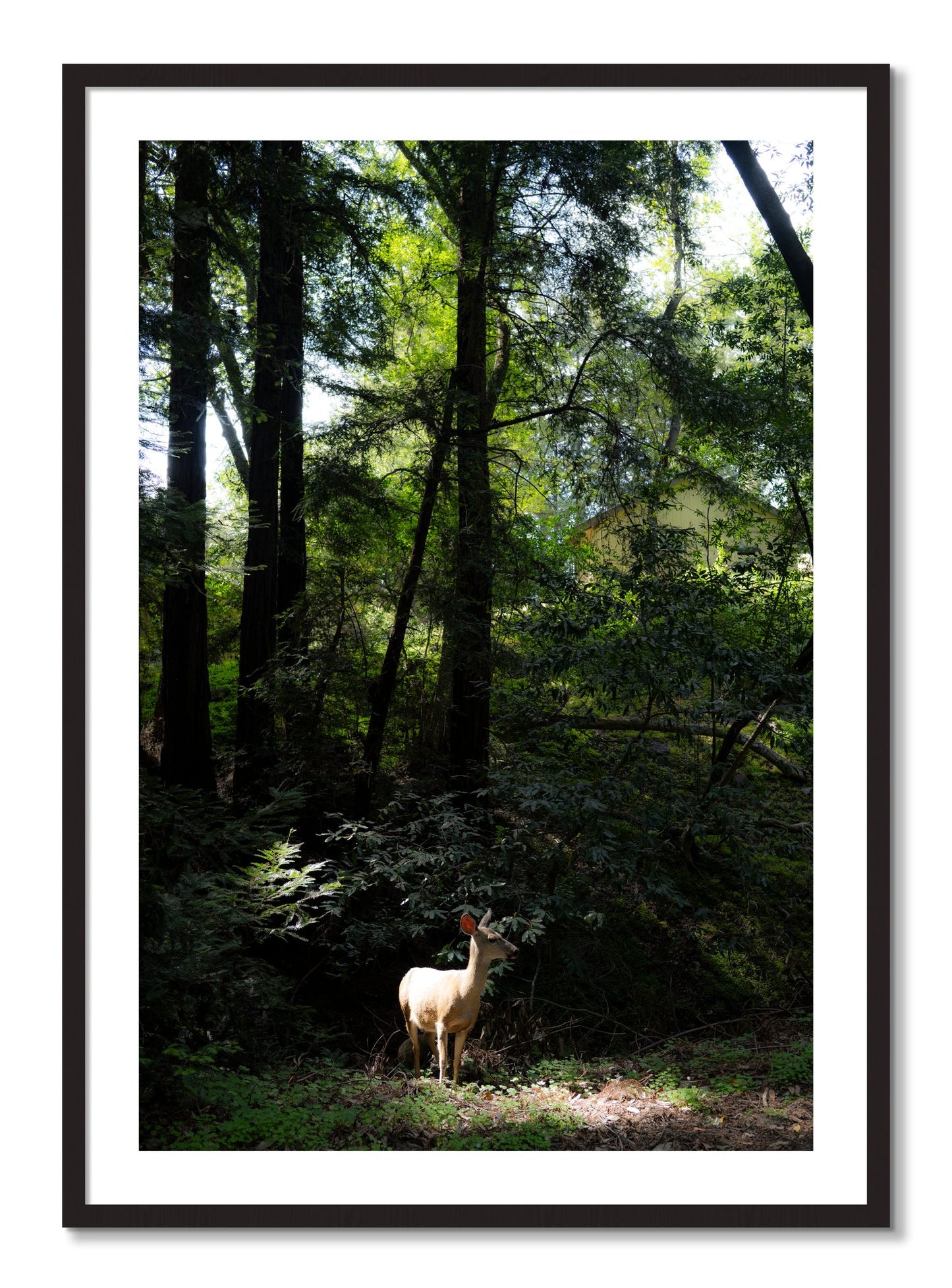 Framed photograph of Doe by Dylan Ozanich, Black Walnut frame, Borders